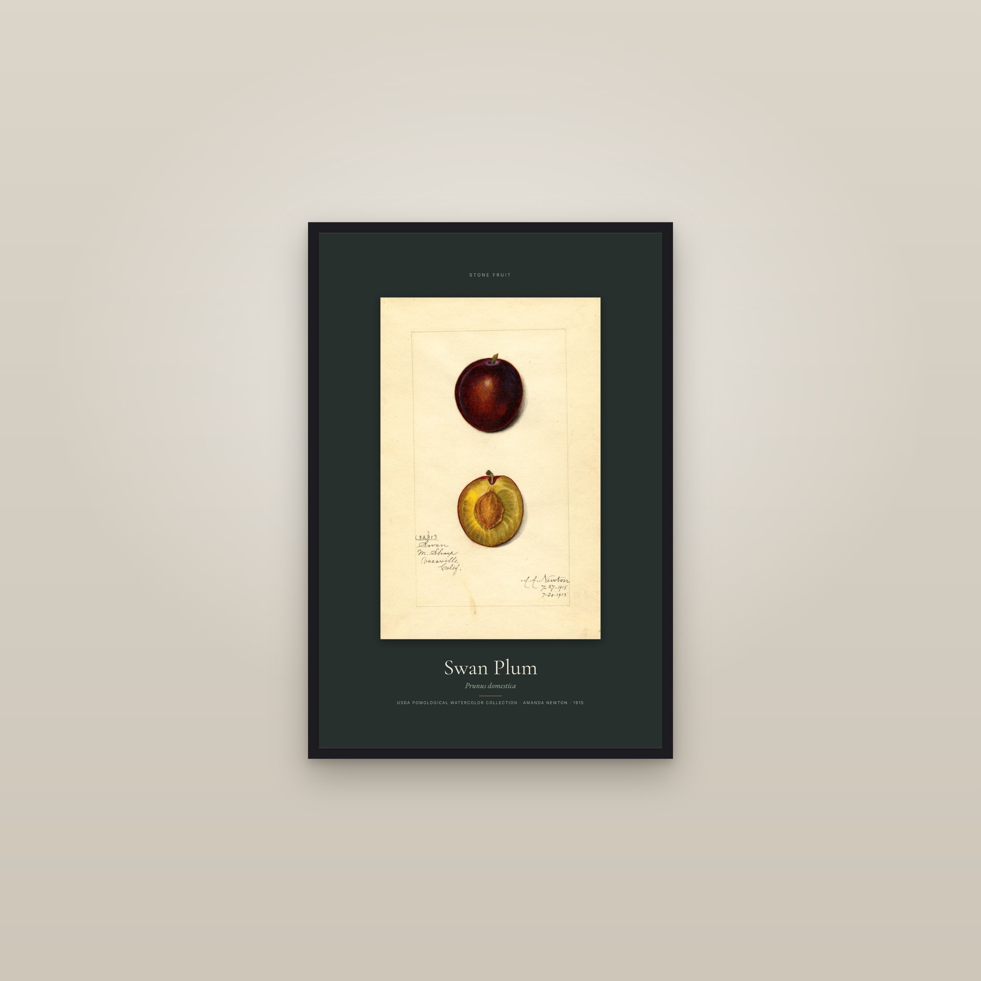 Swan Plum — Specimen — framed in a gallery setting