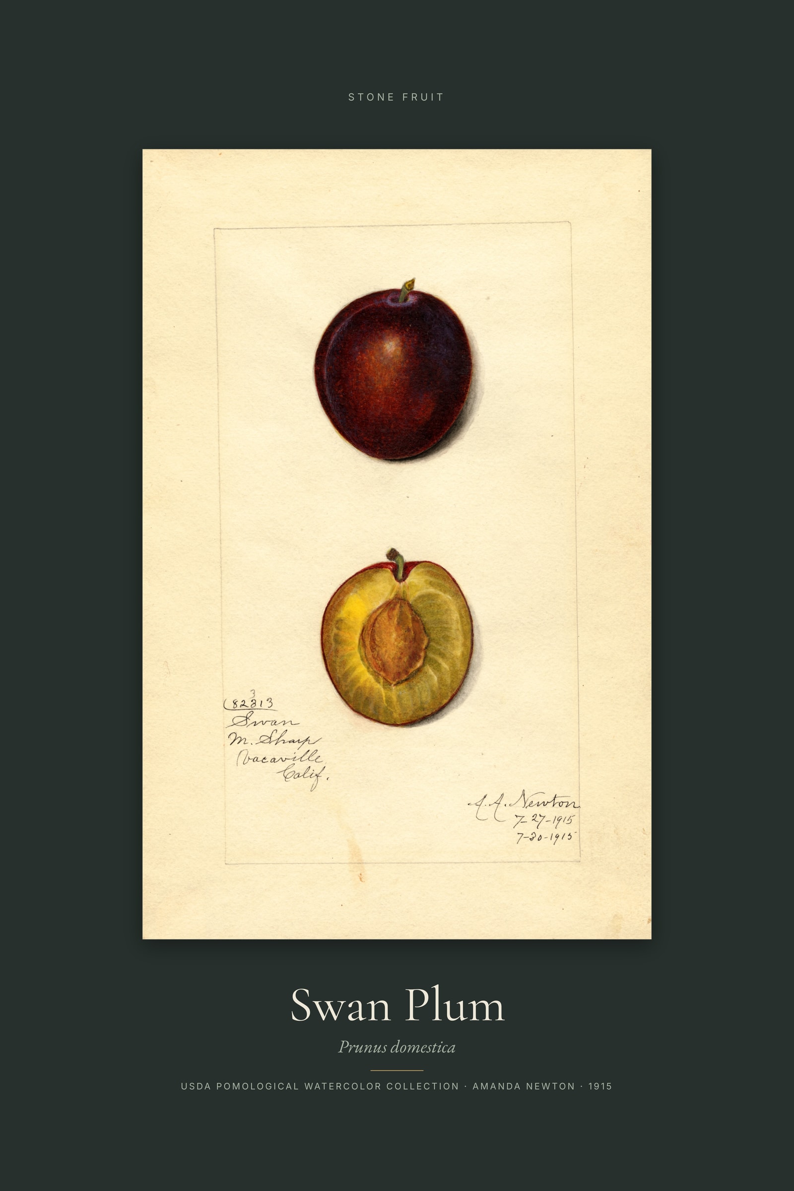 Swan Plum — Specimen