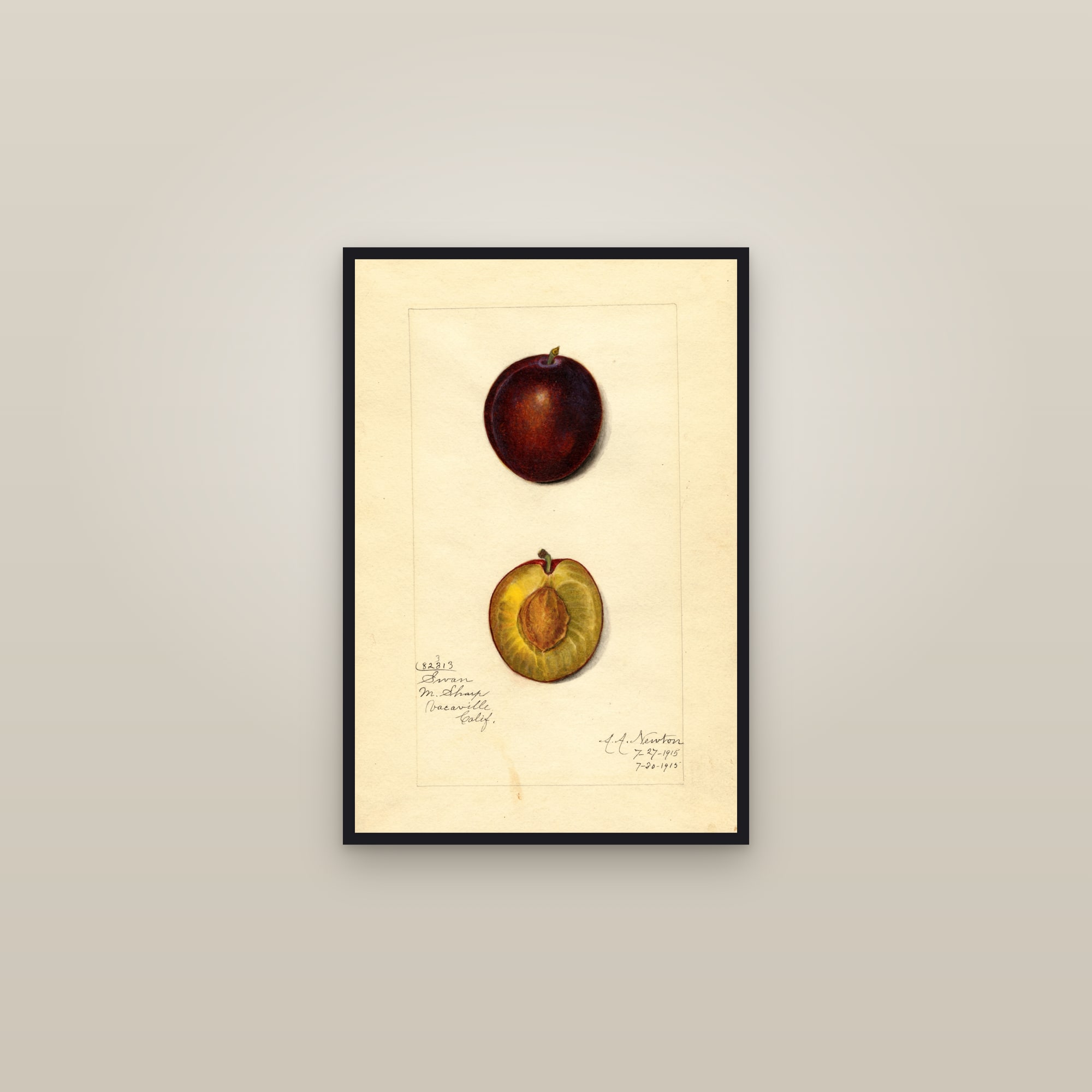 Swan Plum — framed in a gallery setting