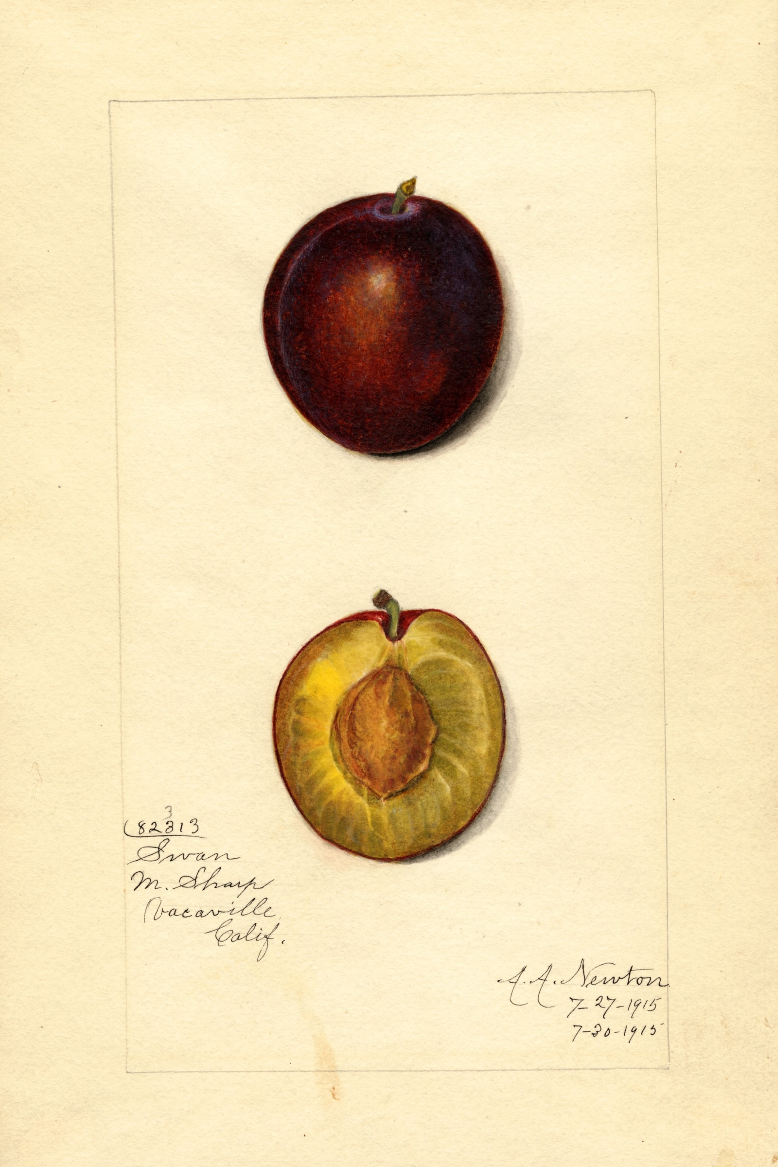 Swan Plum