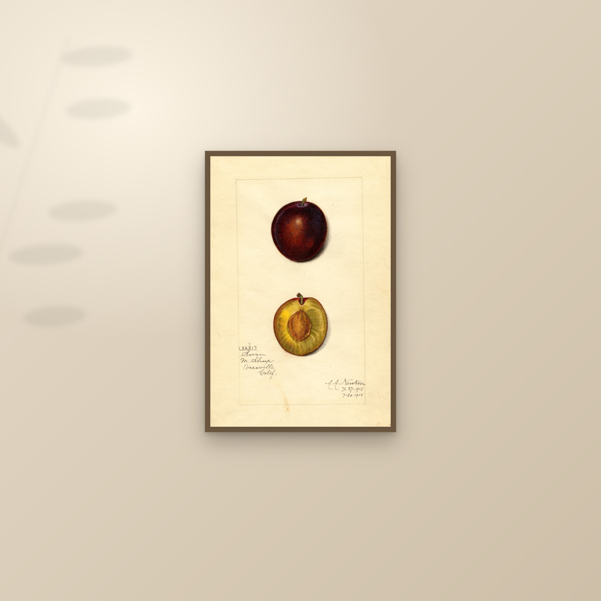 Swan Plum — framed and styled on a sunlit wall