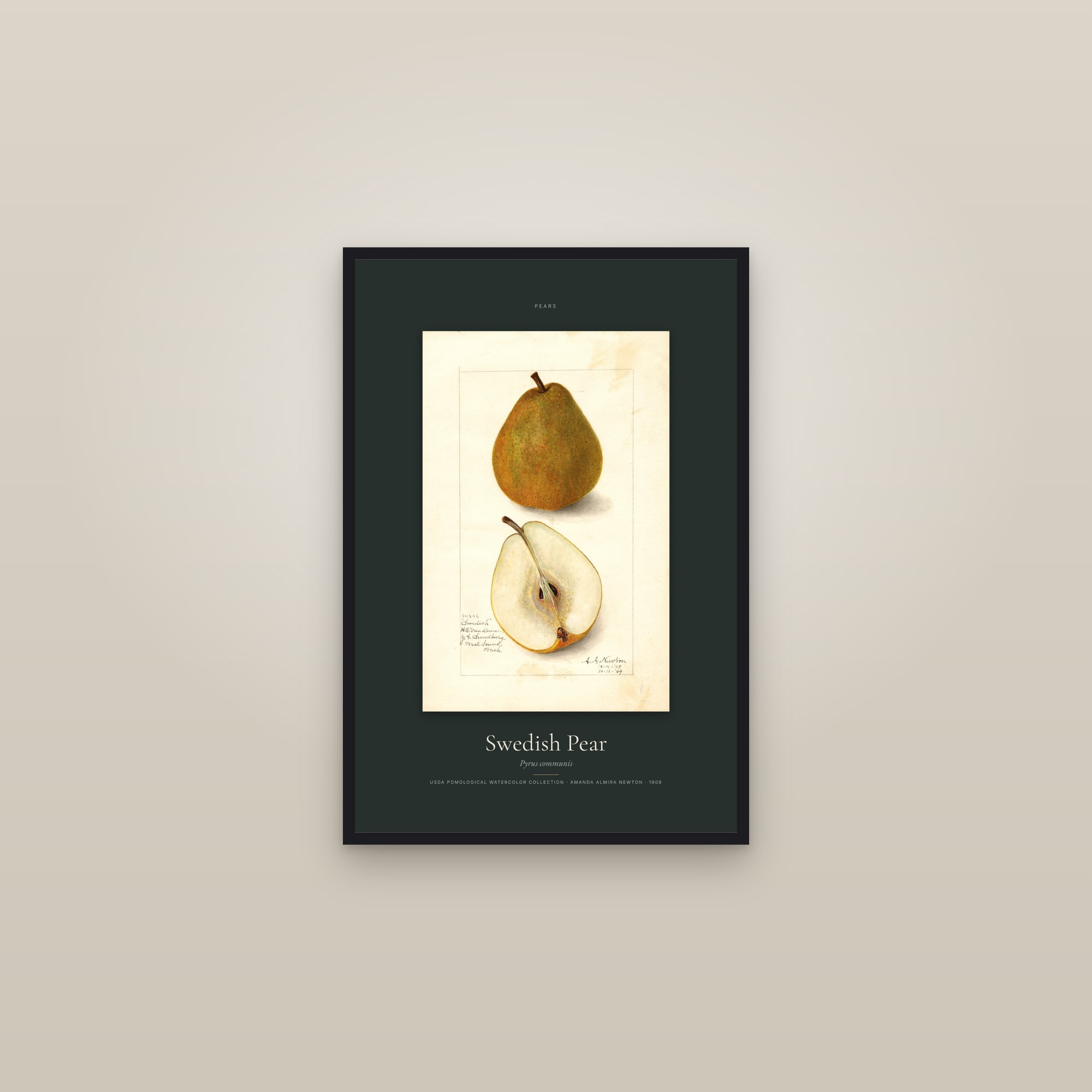 Swedish Pear — Specimen — framed in a gallery setting