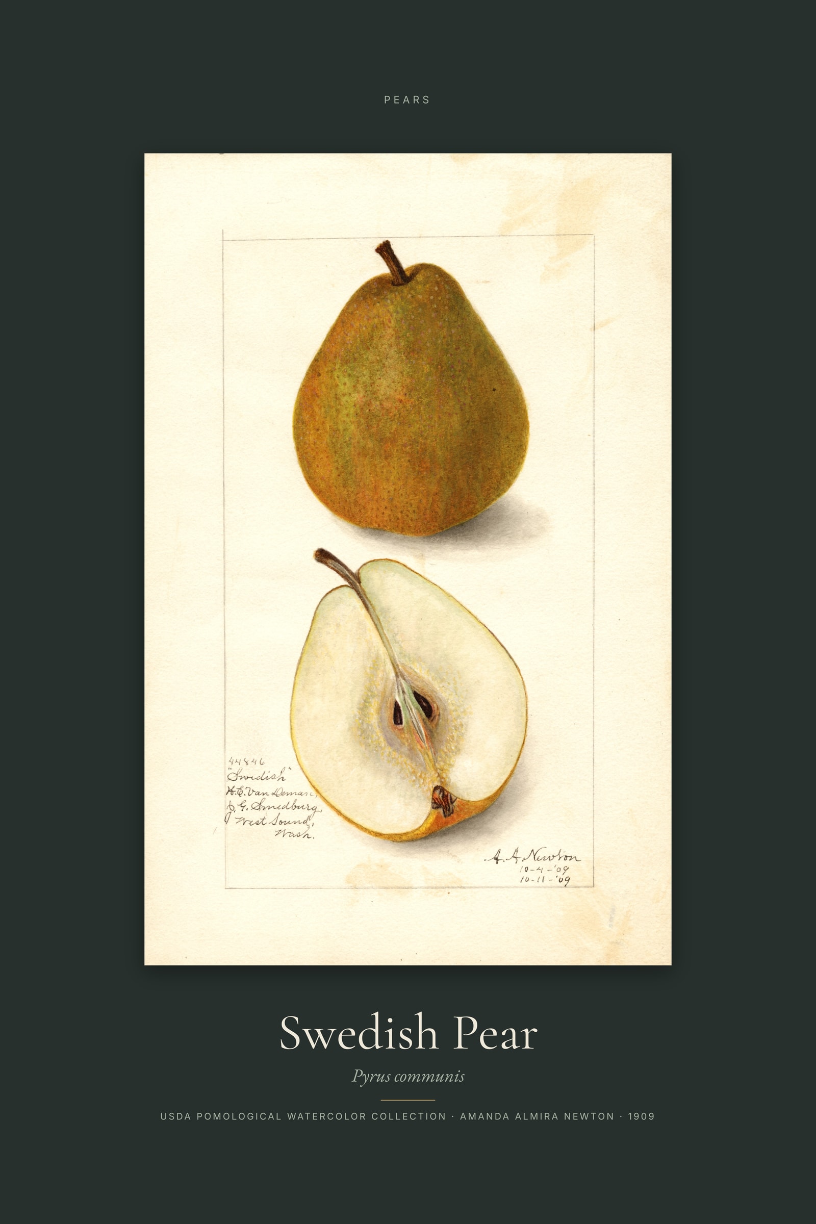 Swedish Pear — Specimen