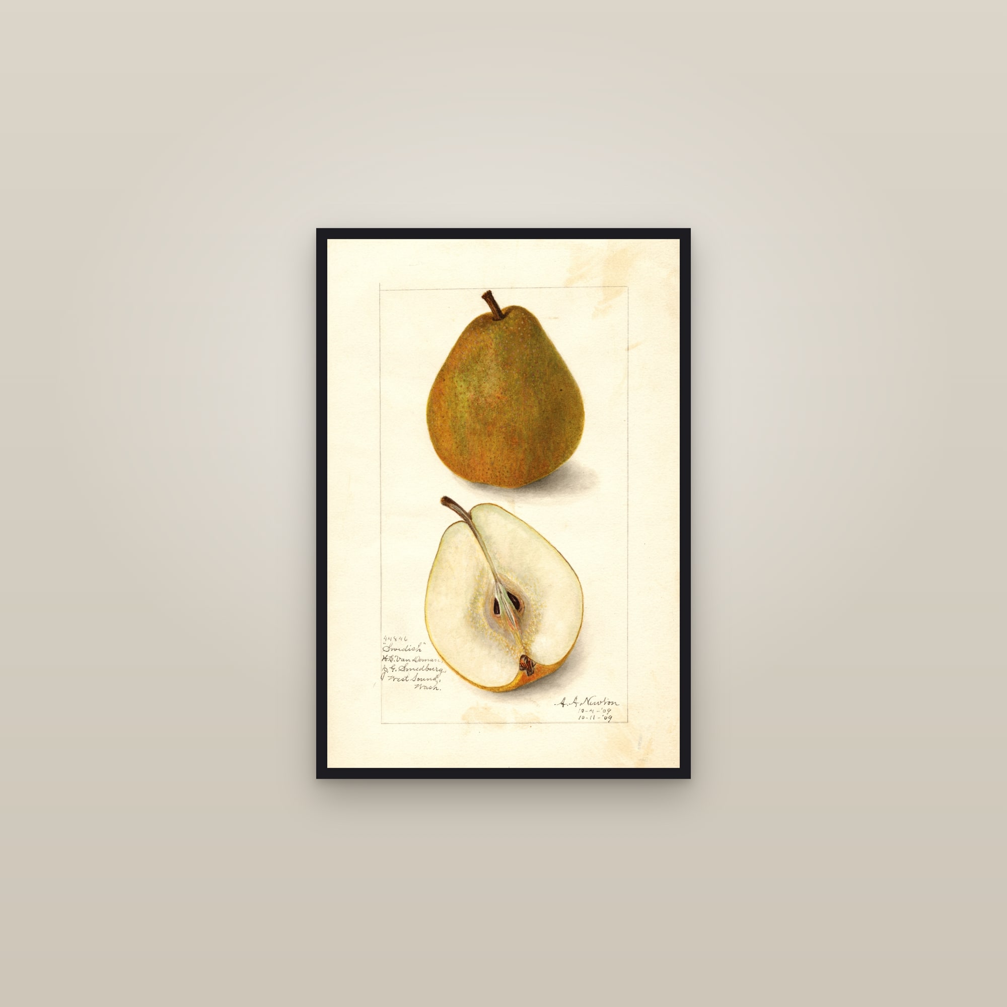 Swedish Pear — framed in a gallery setting