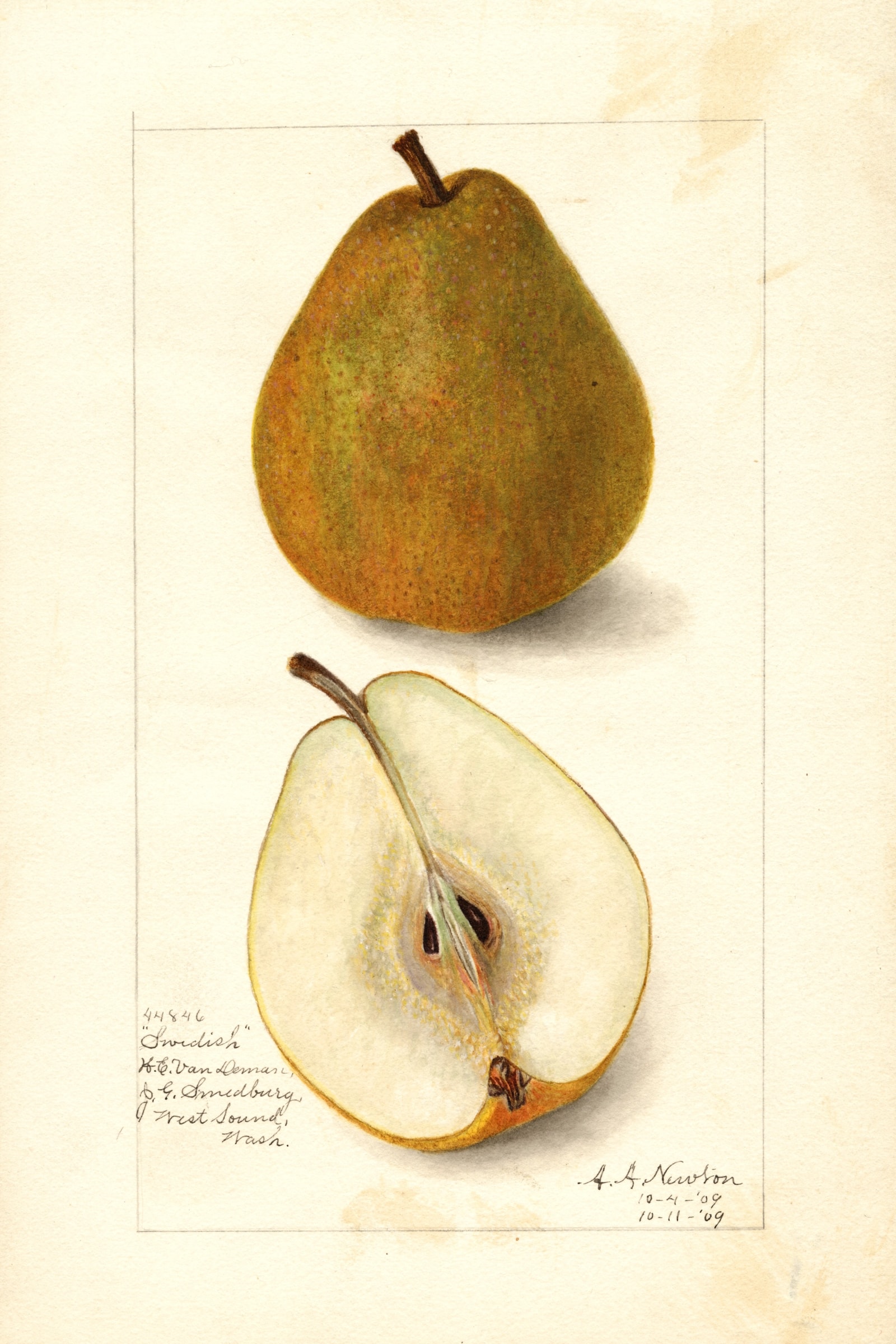 Swedish Pear