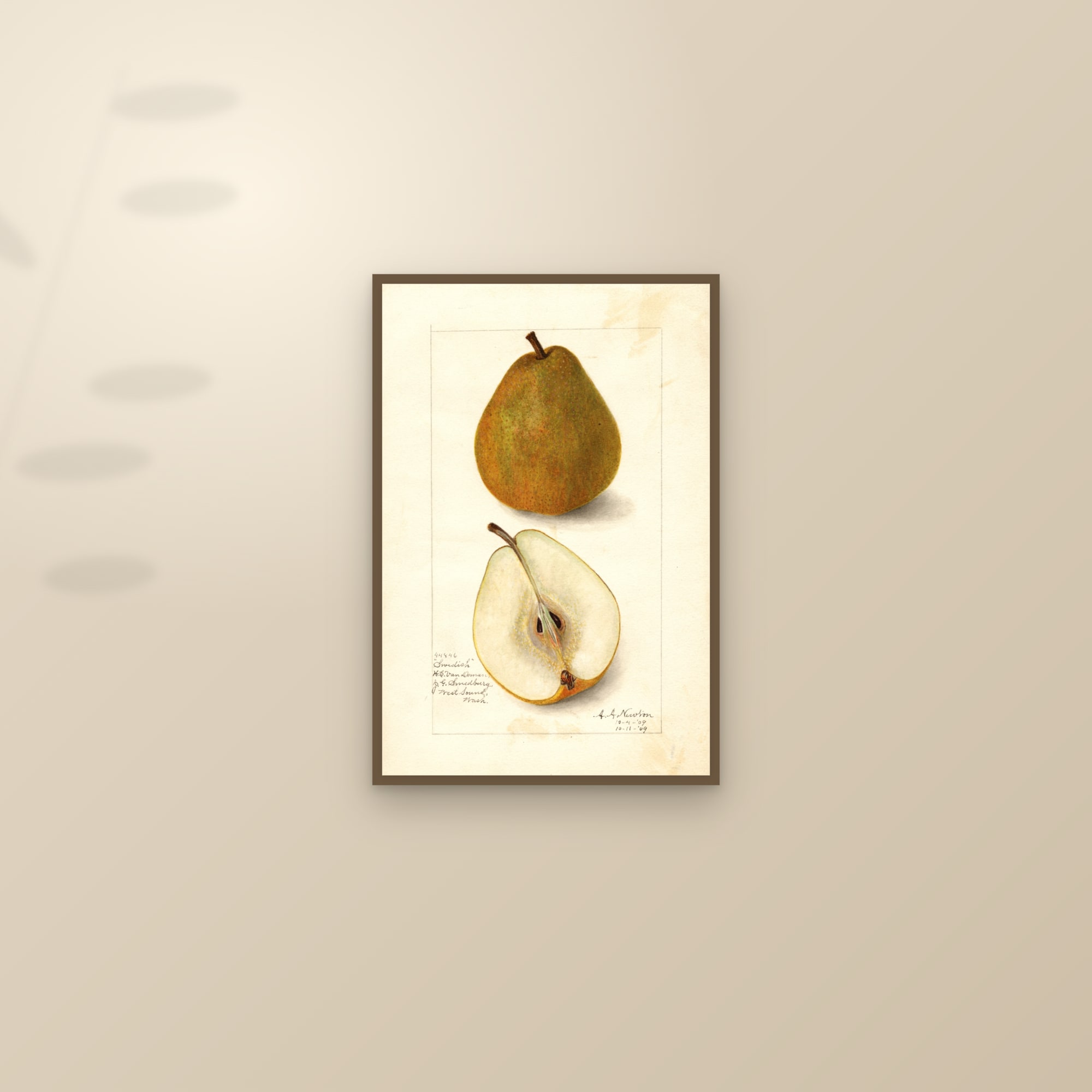 Swedish Pear — framed and styled on a sunlit wall