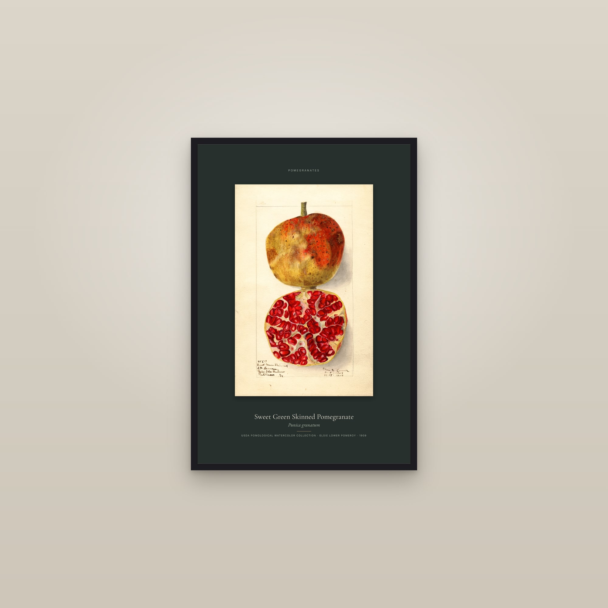 Sweet Green Skinned Pomegranate — Specimen — framed in a gallery setting