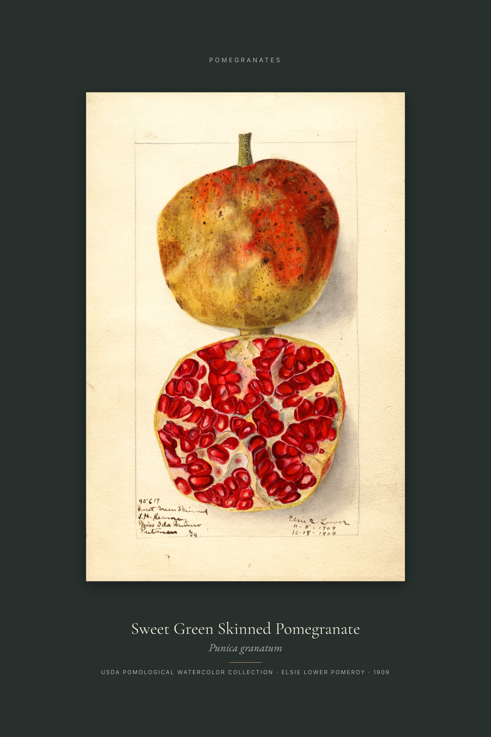 Sweet Green Skinned Pomegranate — Specimen