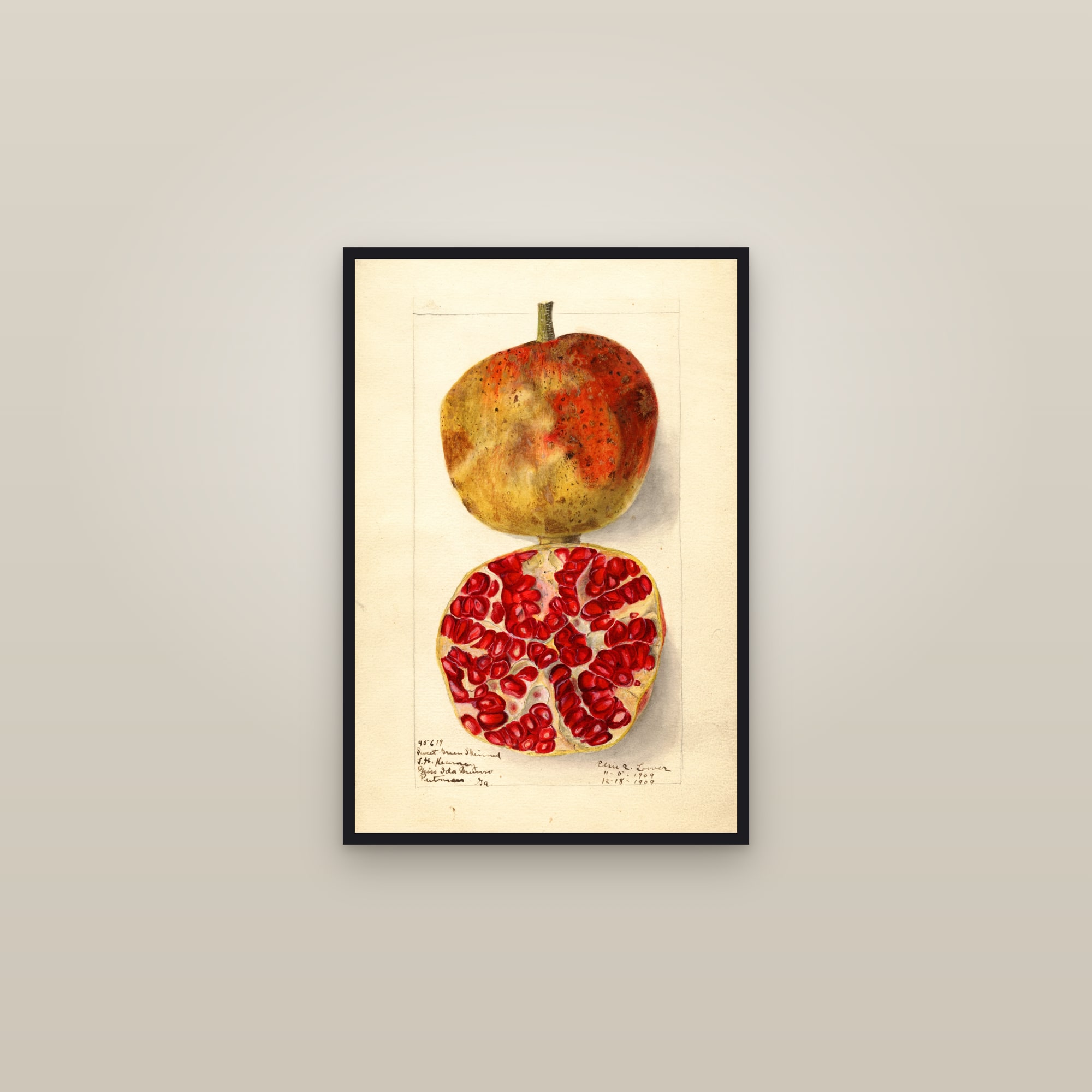 Sweet Green Skinned Pomegranate — framed in a gallery setting