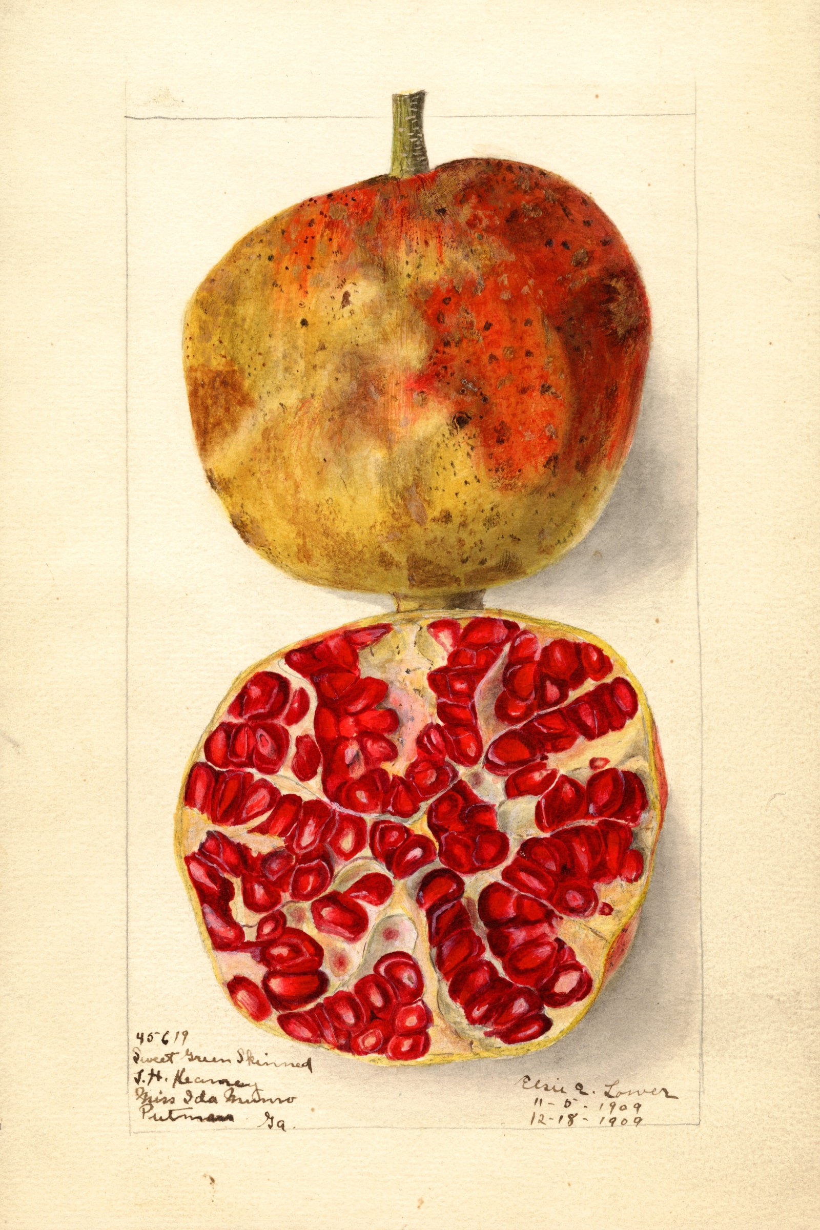 Sweet Green Skinned Pomegranate