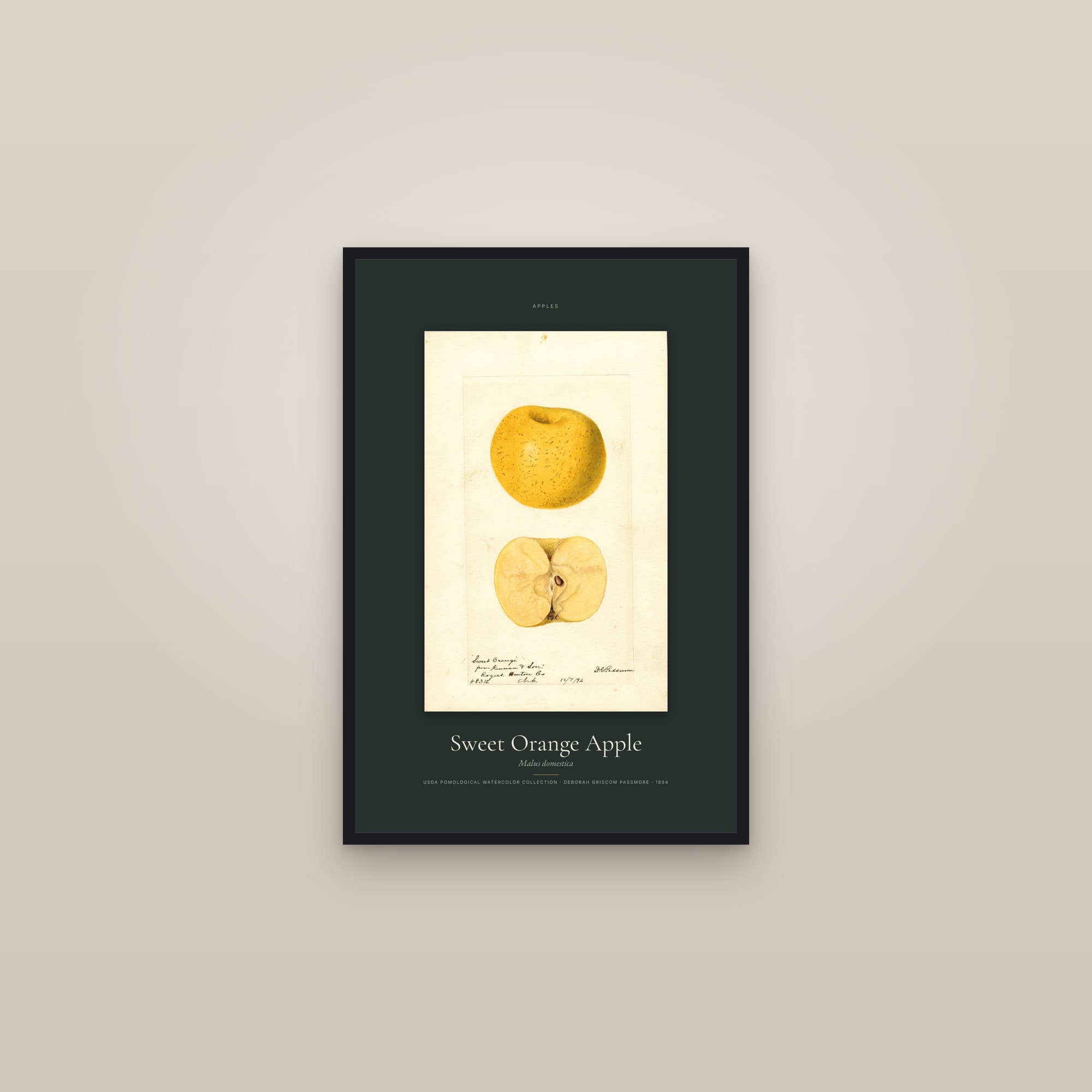 Sweet Orange Apple — Specimen — framed in a gallery setting