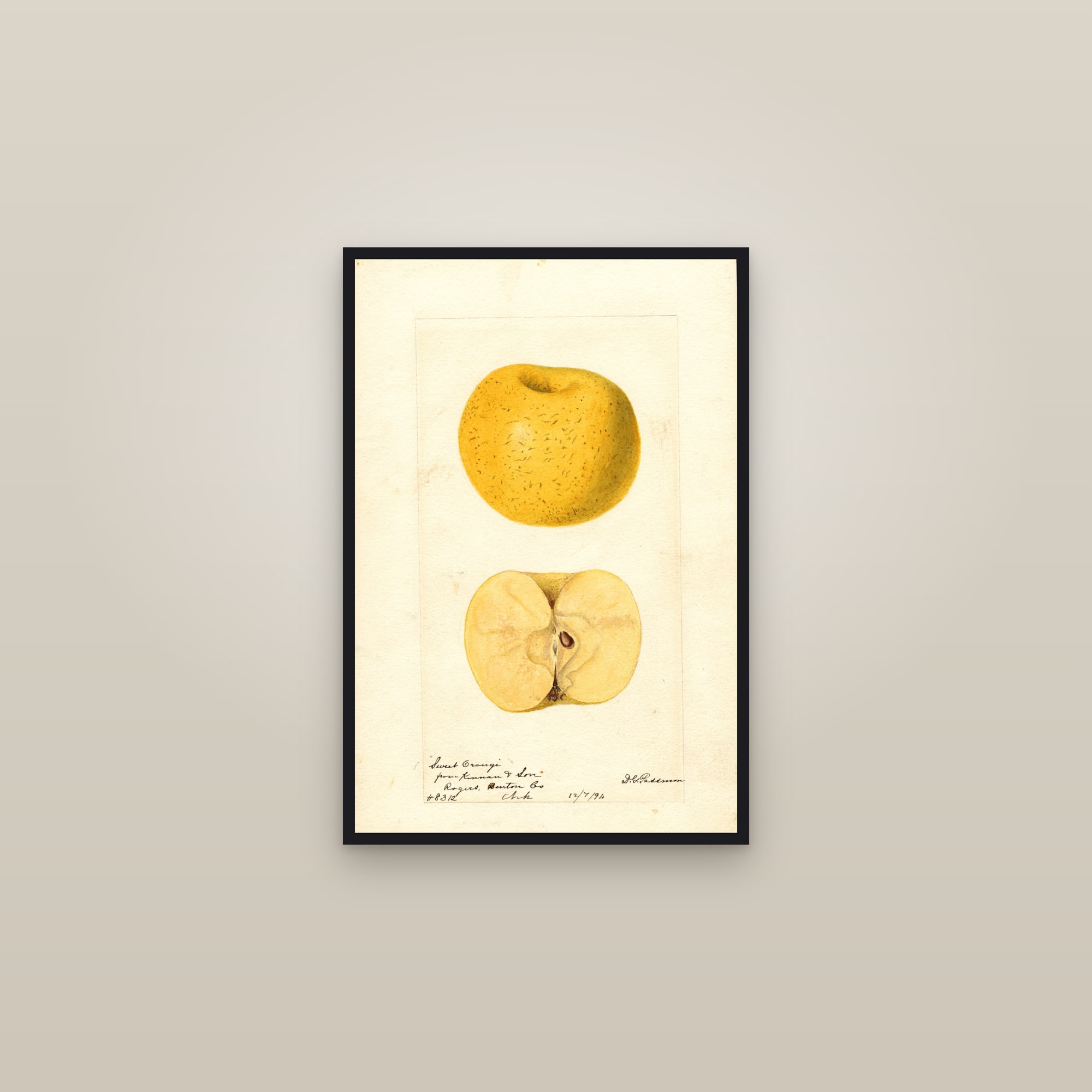 Sweet Orange Apple — framed in a gallery setting