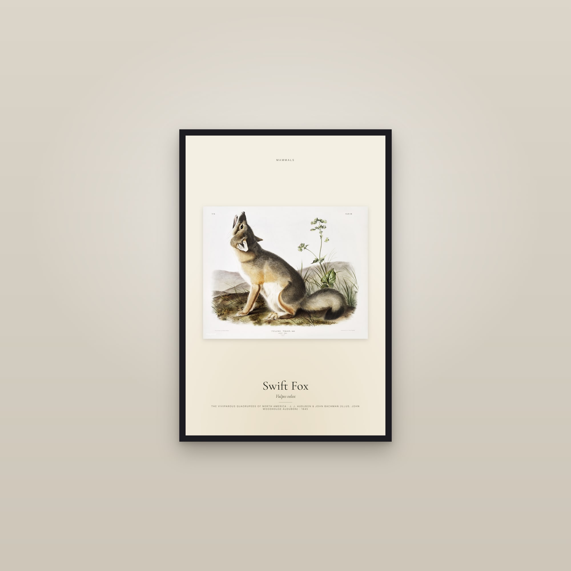 Swift Fox — framed in a gallery setting