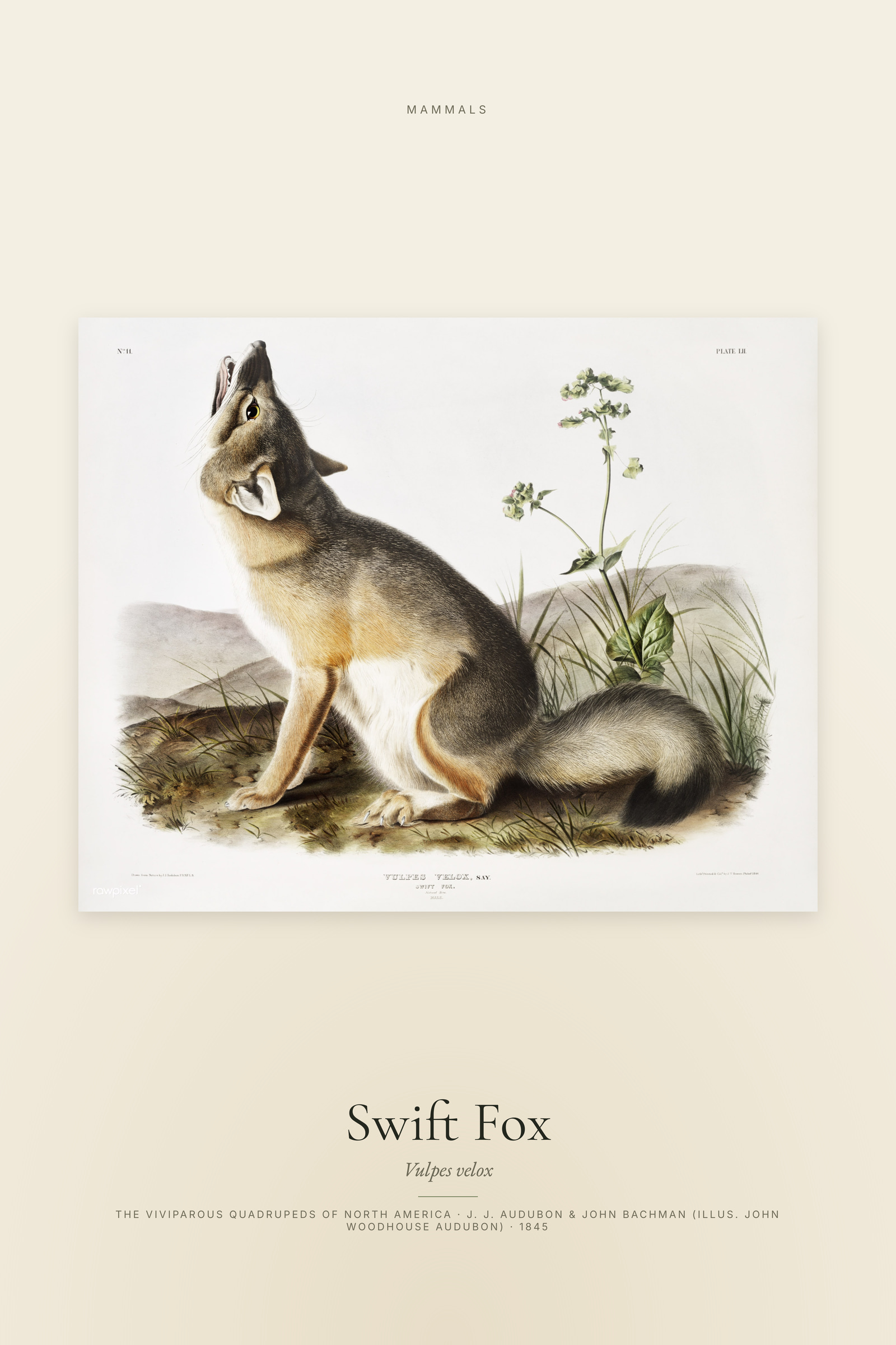 Swift Fox