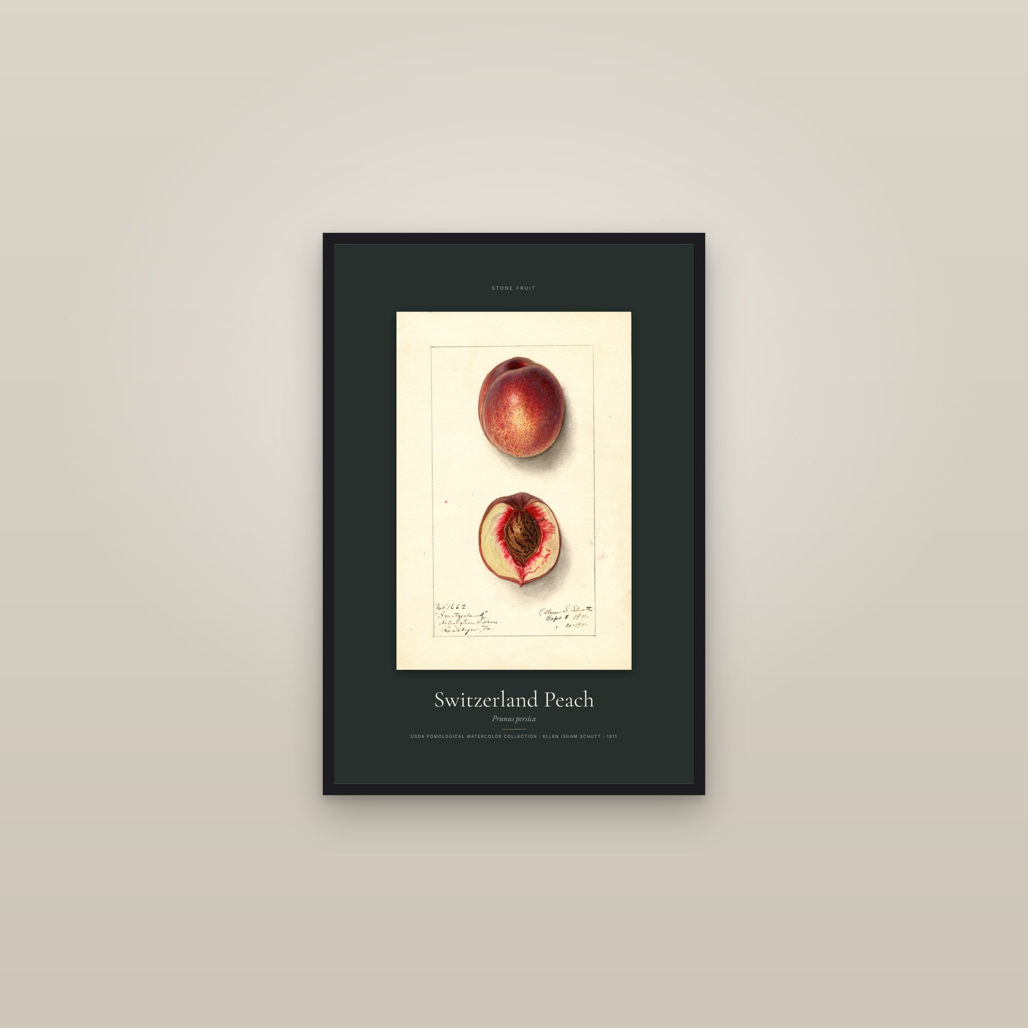 Switzerland Peach — Specimen — framed in a gallery setting