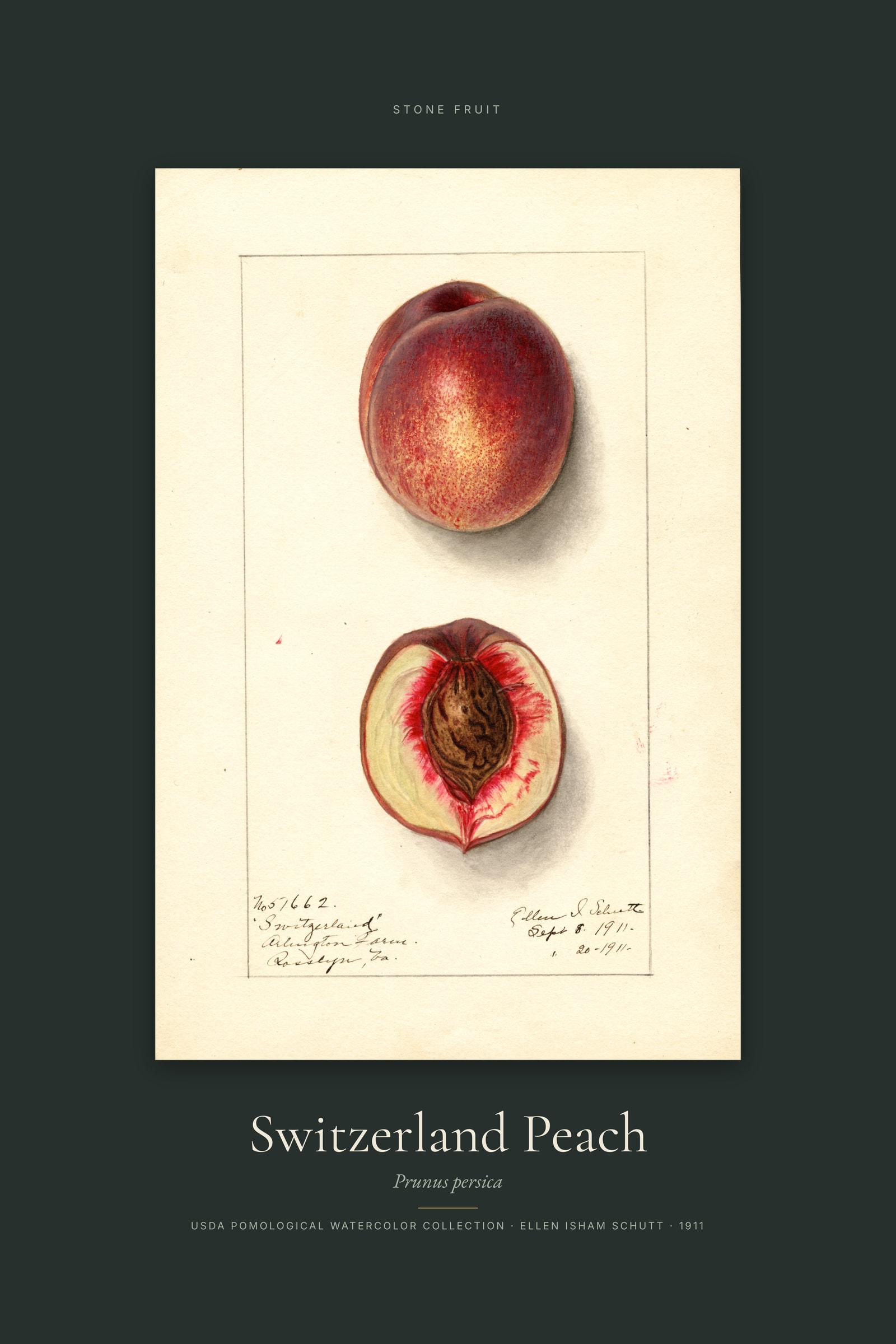 Switzerland Peach — Specimen