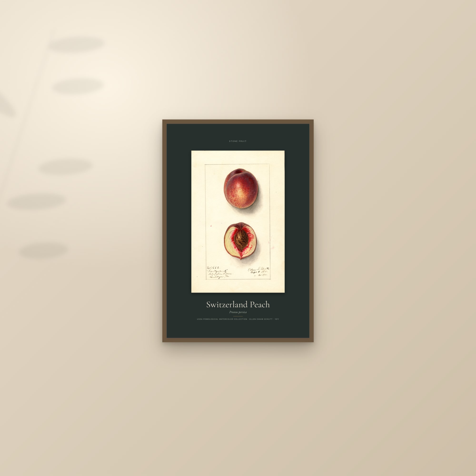 Switzerland Peach — Specimen — framed and styled on a sunlit wall