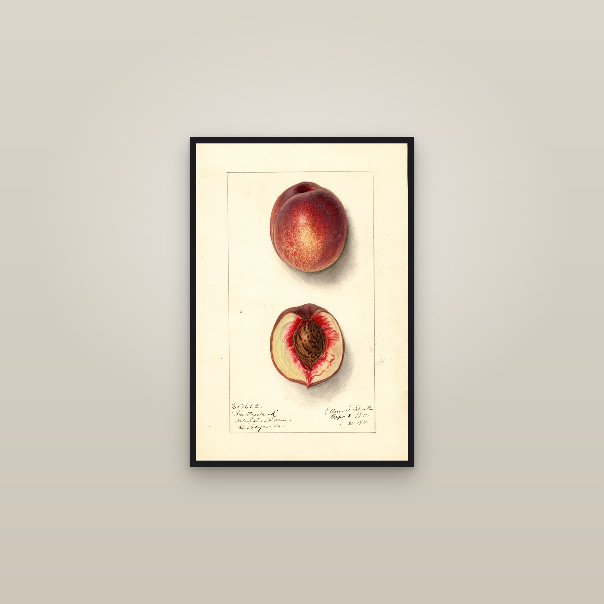 Switzerland Peach — framed in a gallery setting
