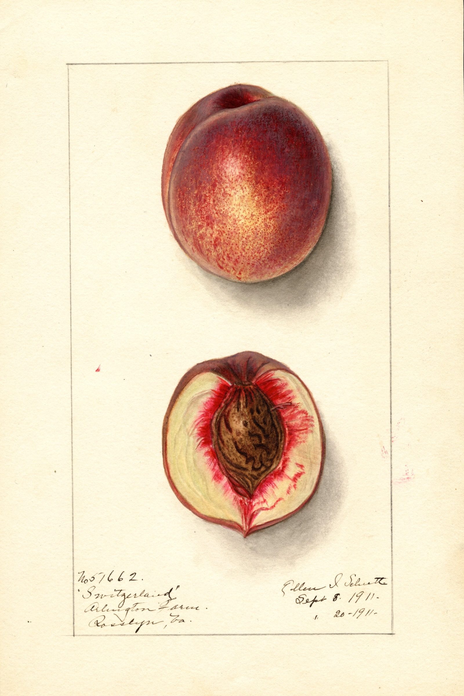 Switzerland Peach