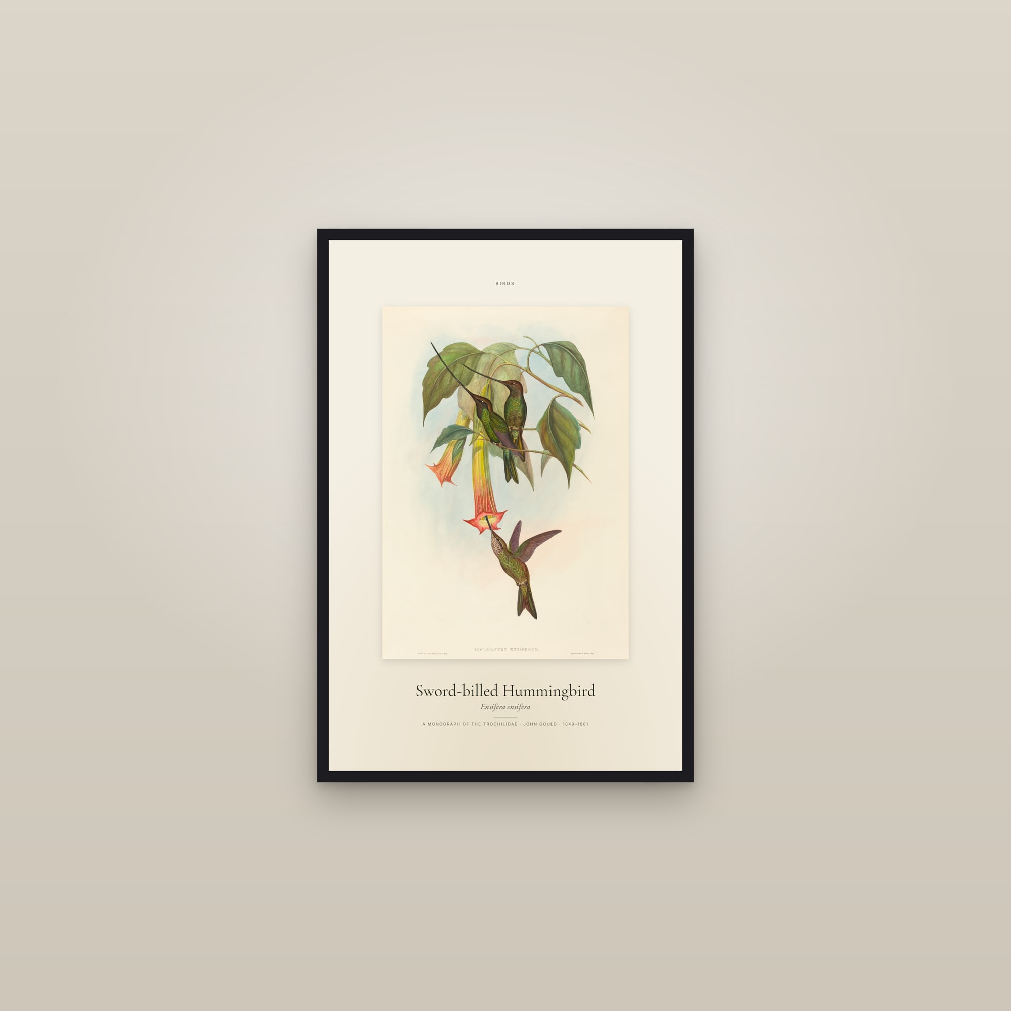 Sword-billed Hummingbird — Specimen
