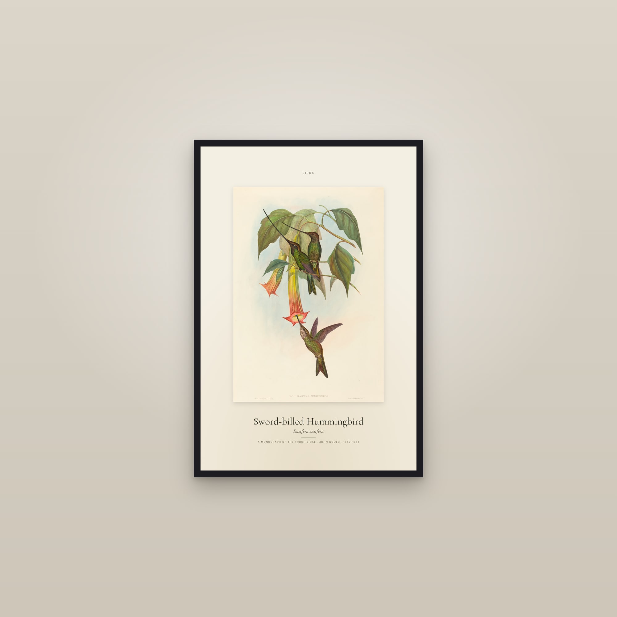 Sword-billed Hummingbird — Specimen — framed in a gallery setting
