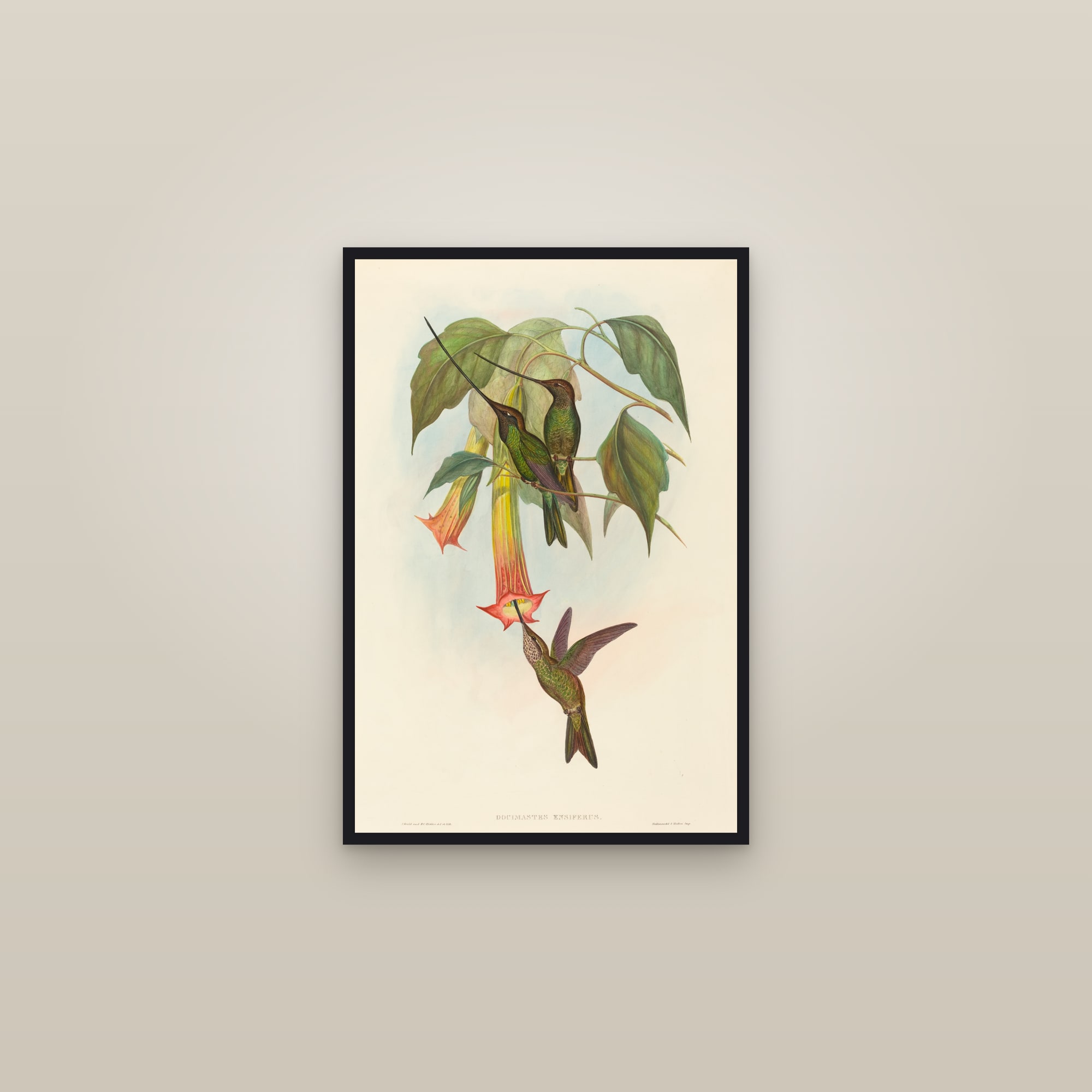 Sword-billed Hummingbird — framed in a gallery setting