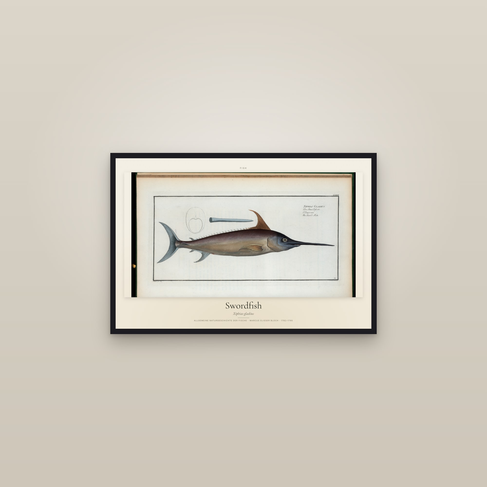 Swordfish — framed in a gallery setting