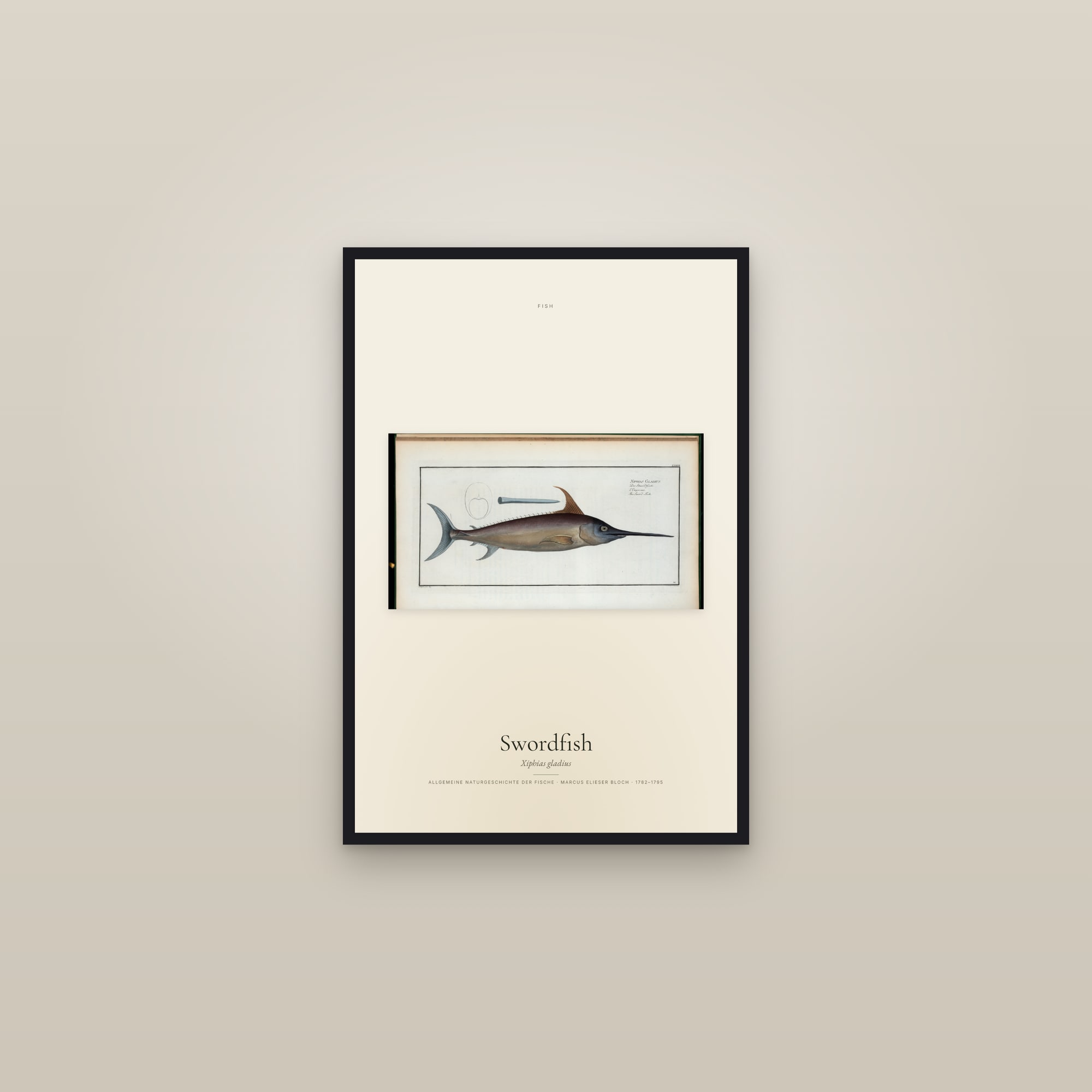Swordfish
