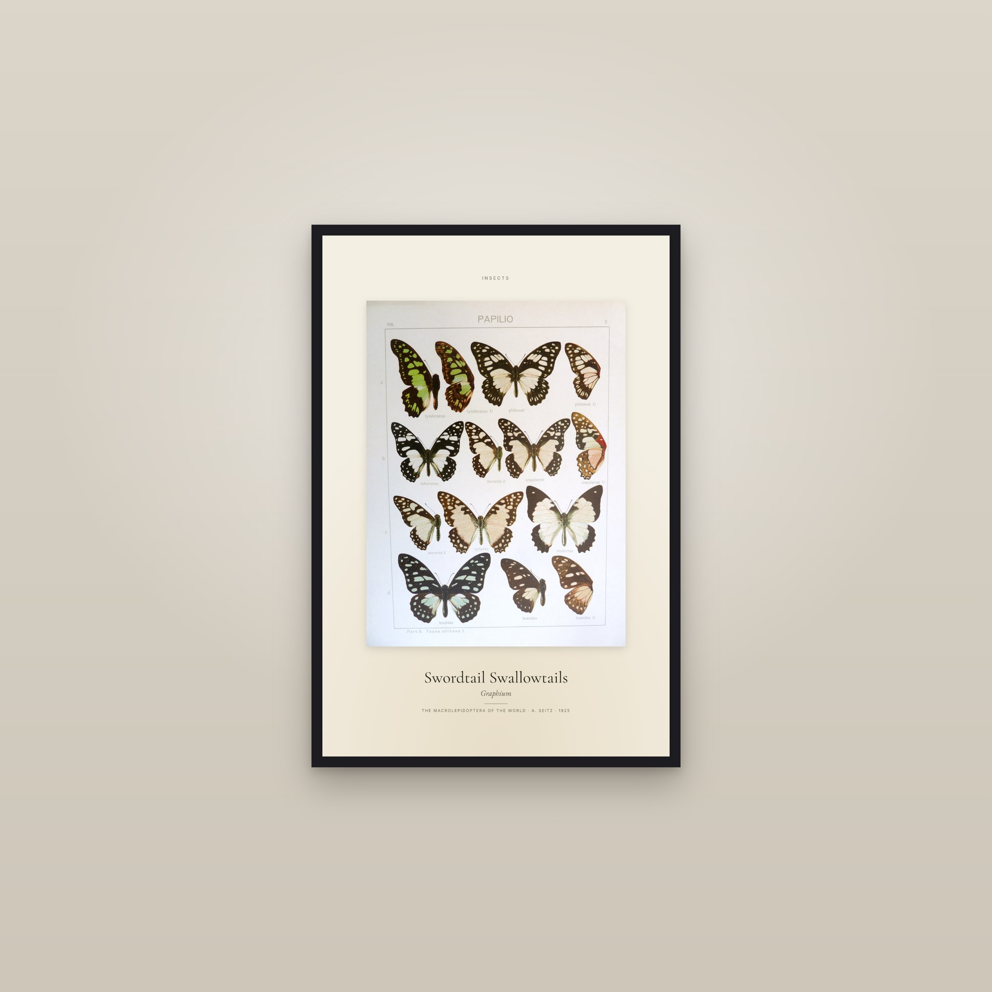 Swordtail Swallowtails — Specimen — framed in a gallery setting