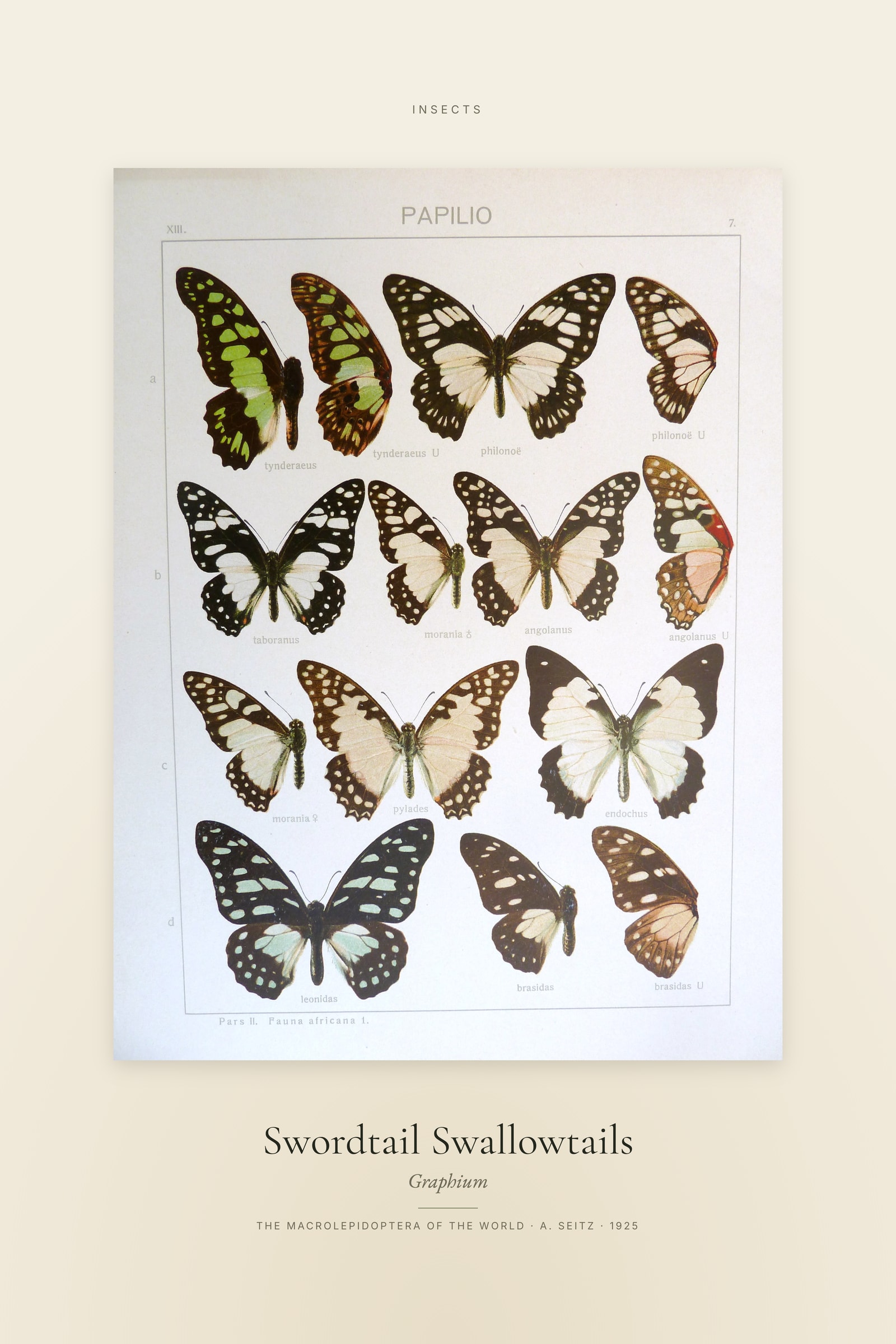 Swordtail Swallowtails — Specimen