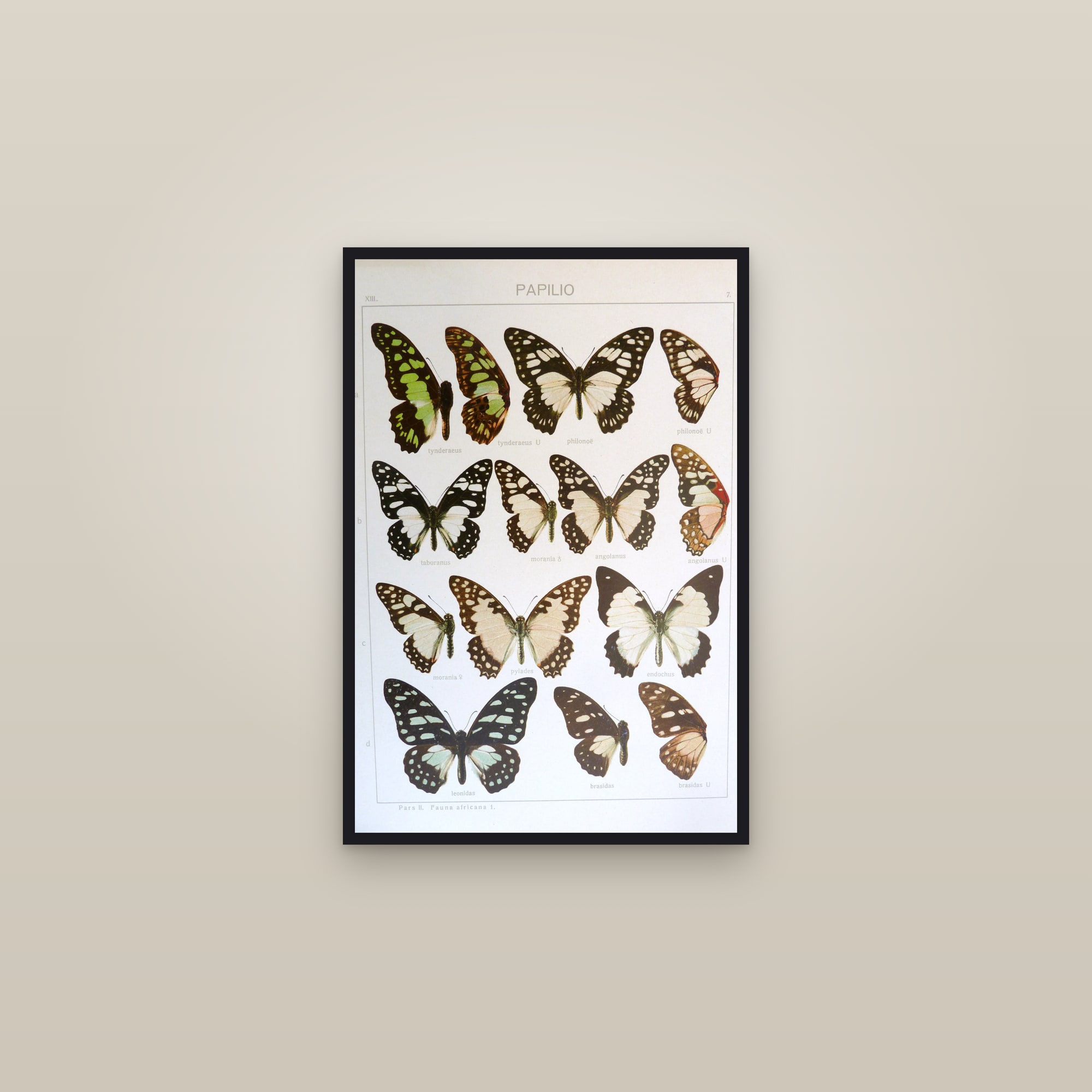Swordtail Swallowtails — framed in a gallery setting