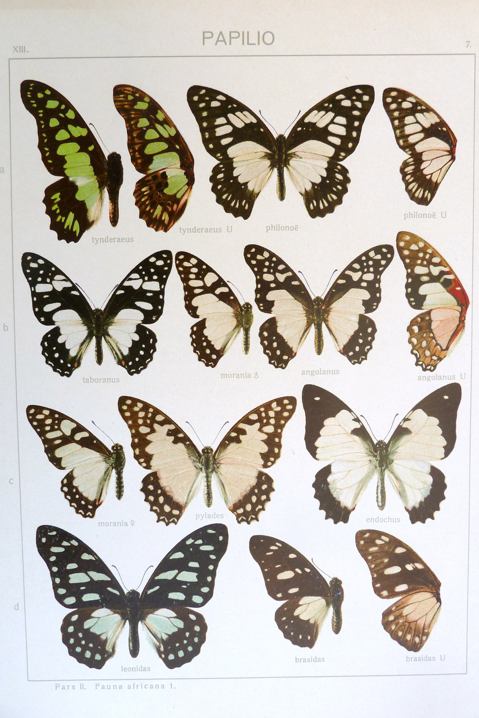 Swordtail Swallowtails