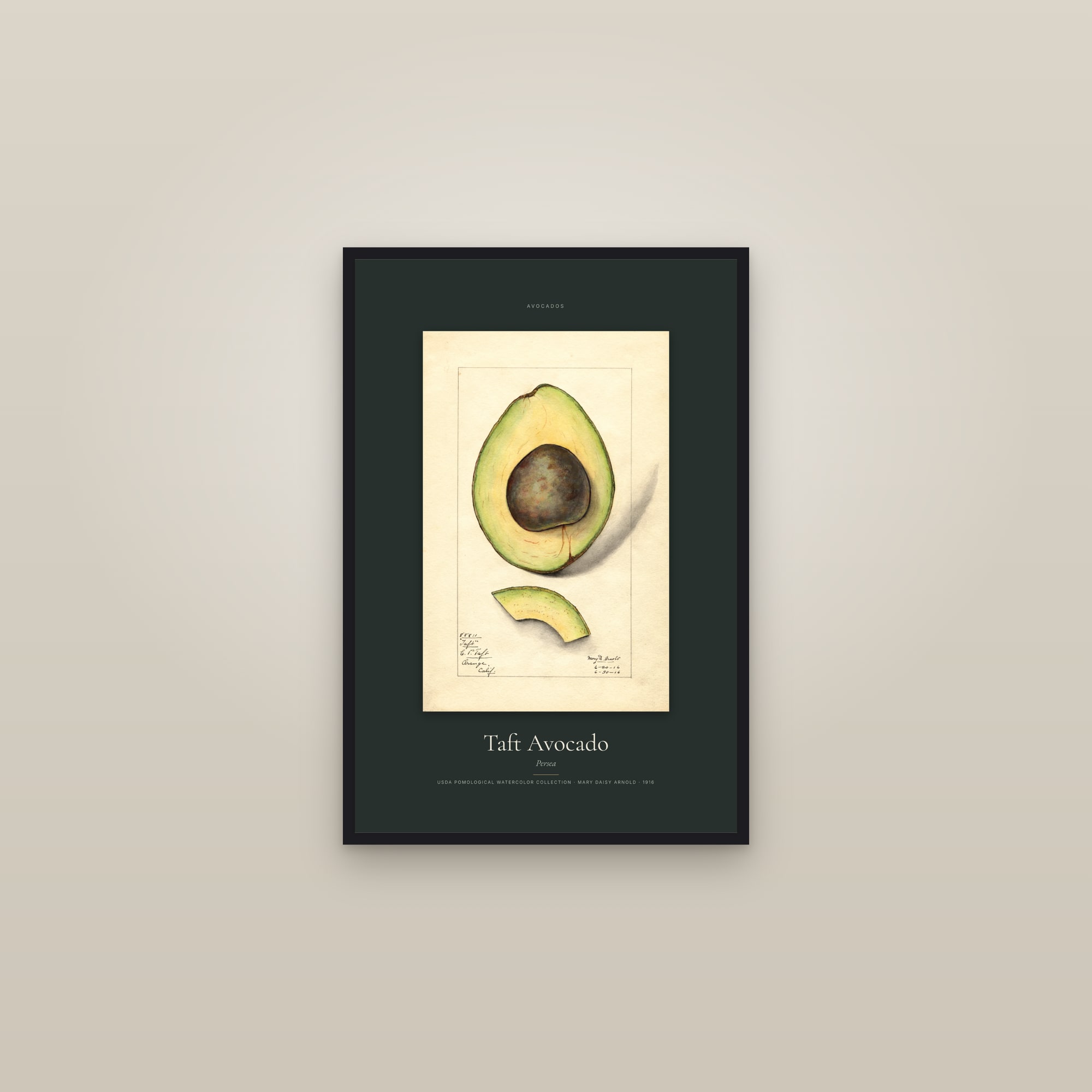 Taft Avocado — Specimen — framed in a gallery setting
