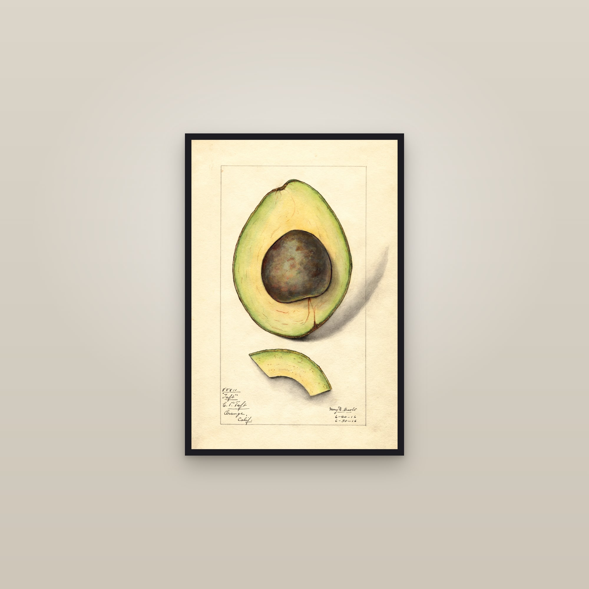 Taft Avocado — framed in a gallery setting