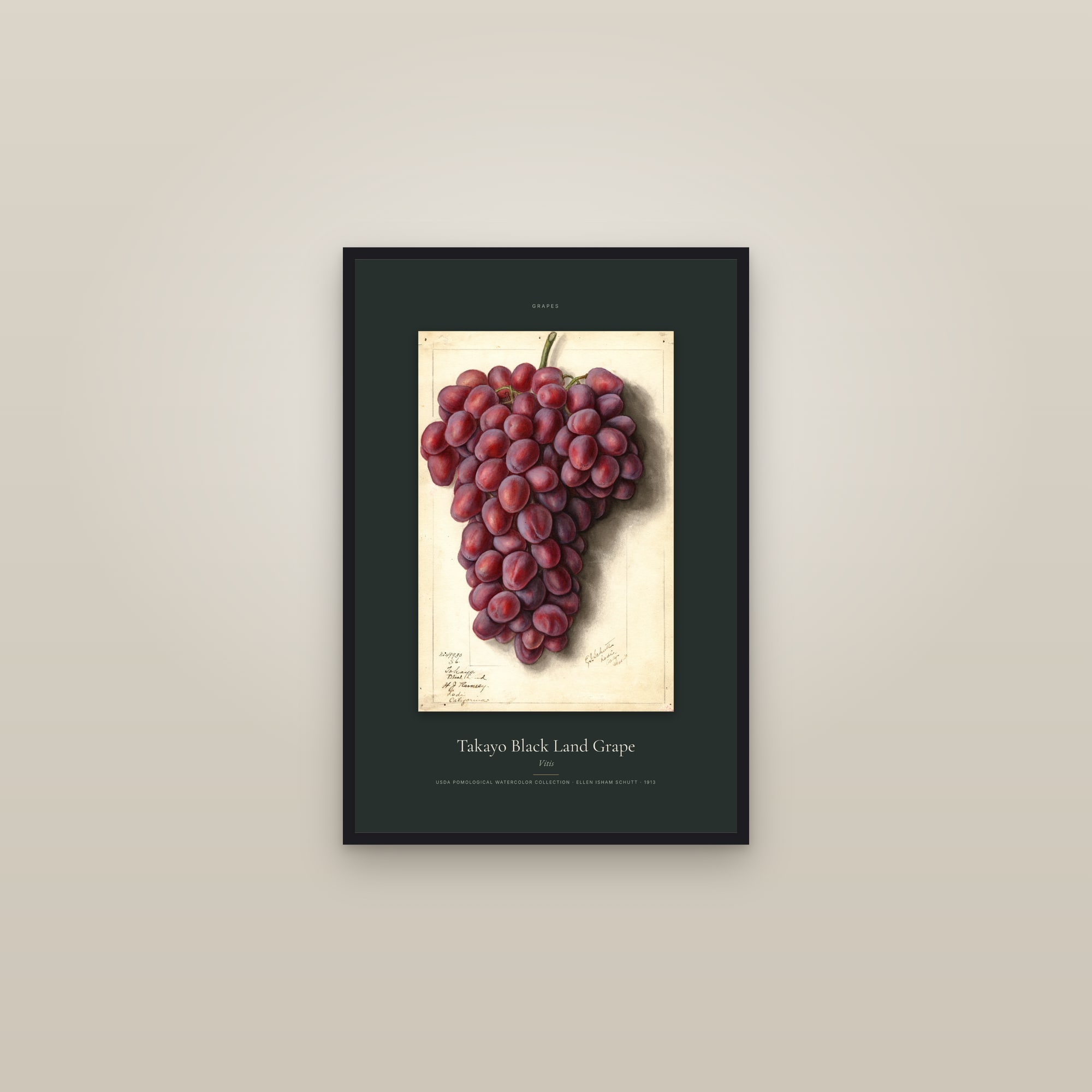 Takayo Black Land Grape — Specimen — framed in a gallery setting