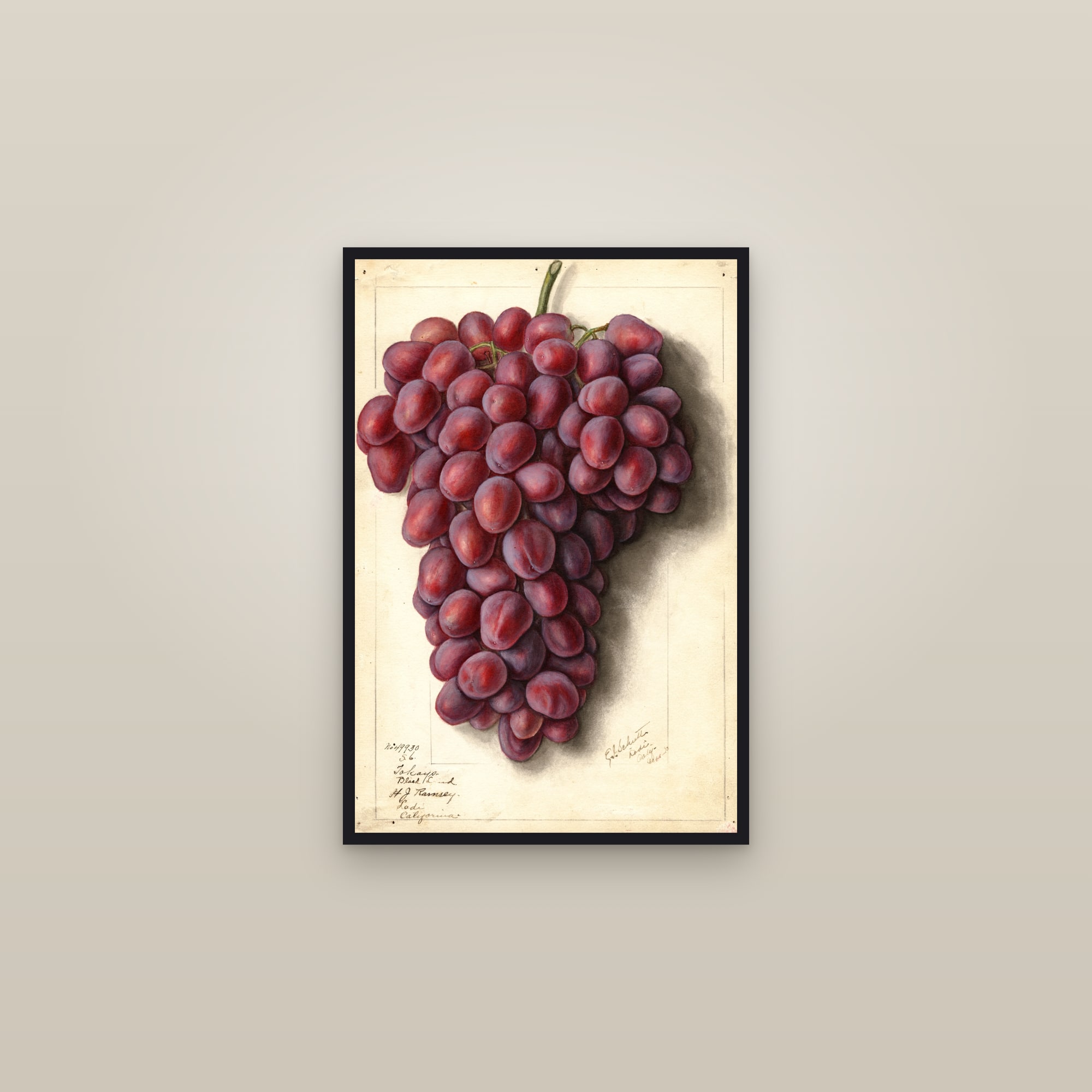 Takayo Black Land Grape — framed in a gallery setting