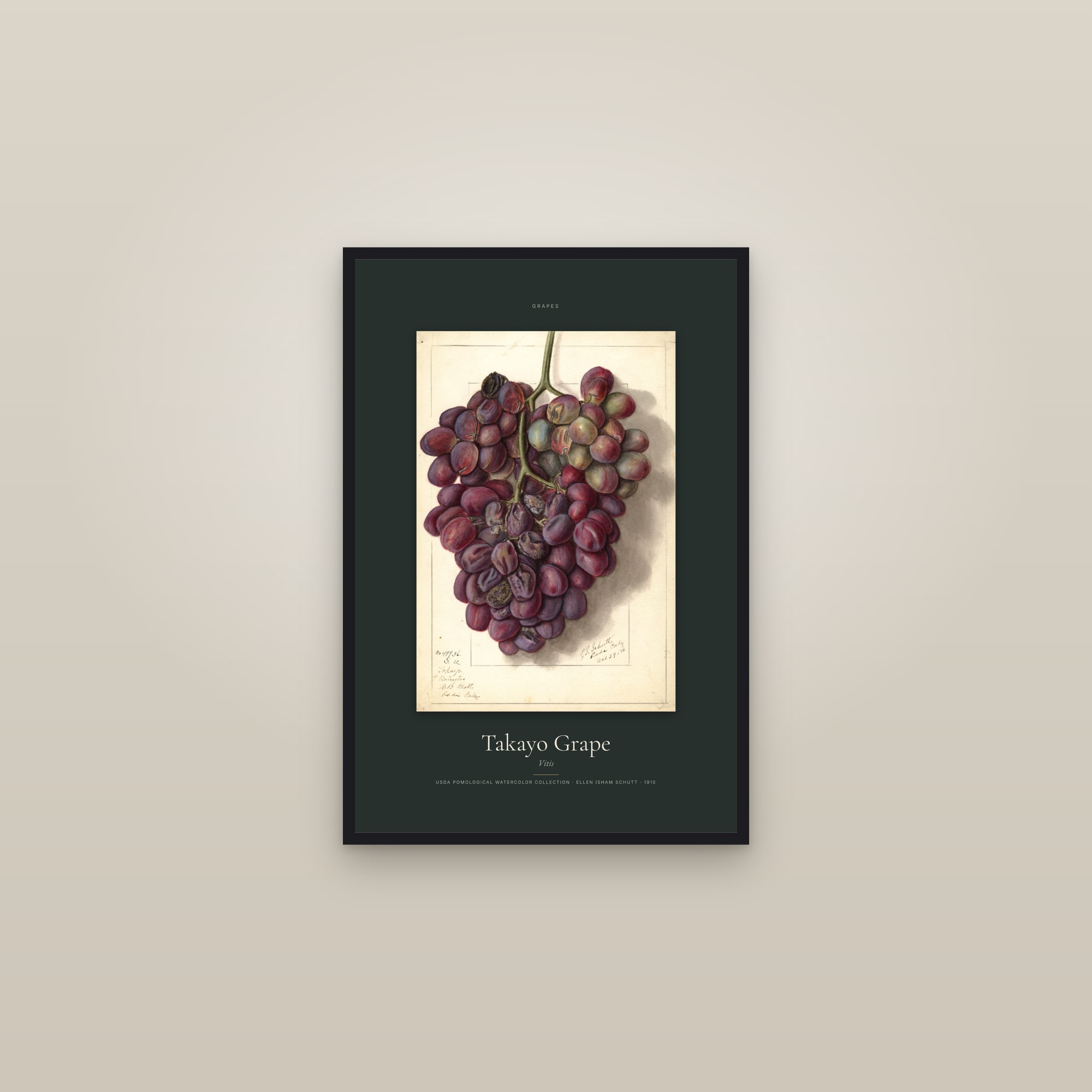 Takayo Grape — Specimen — framed in a gallery setting