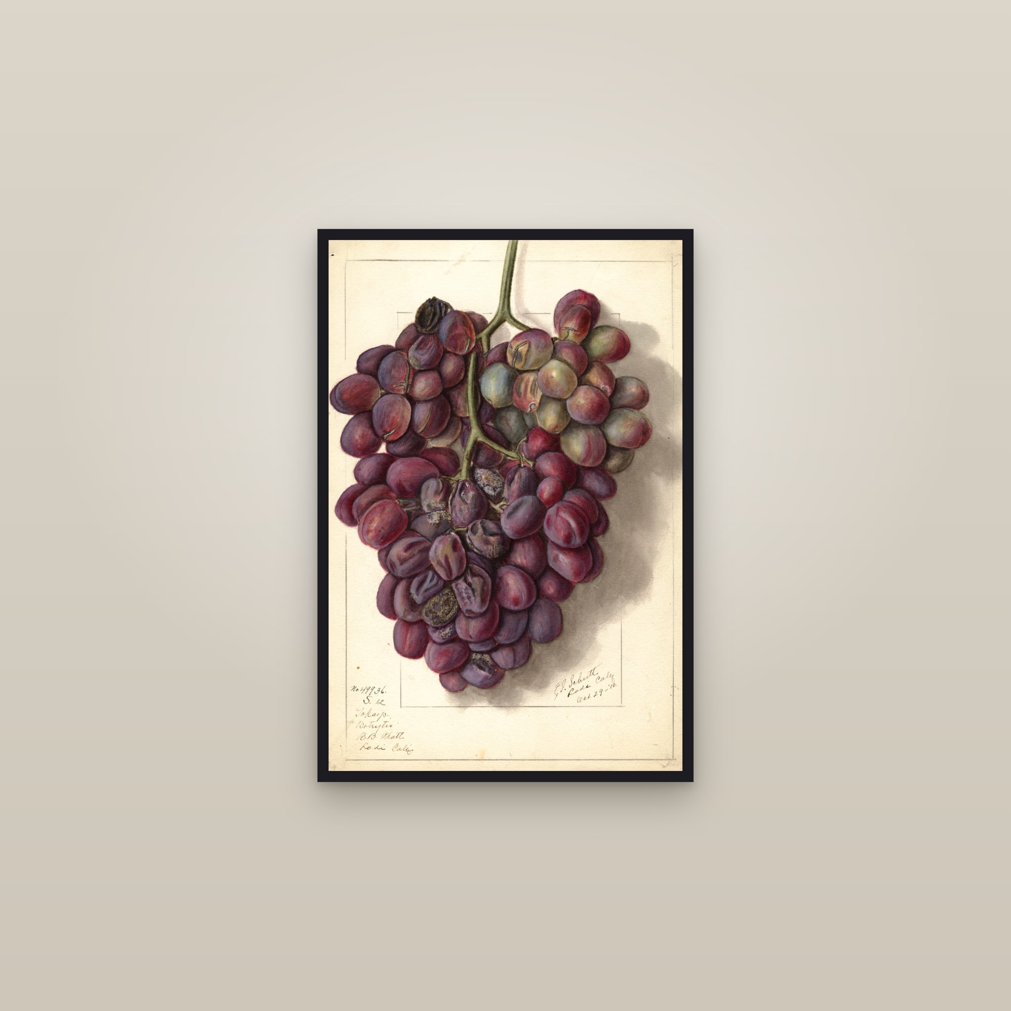 Takayo Grape — framed in a gallery setting