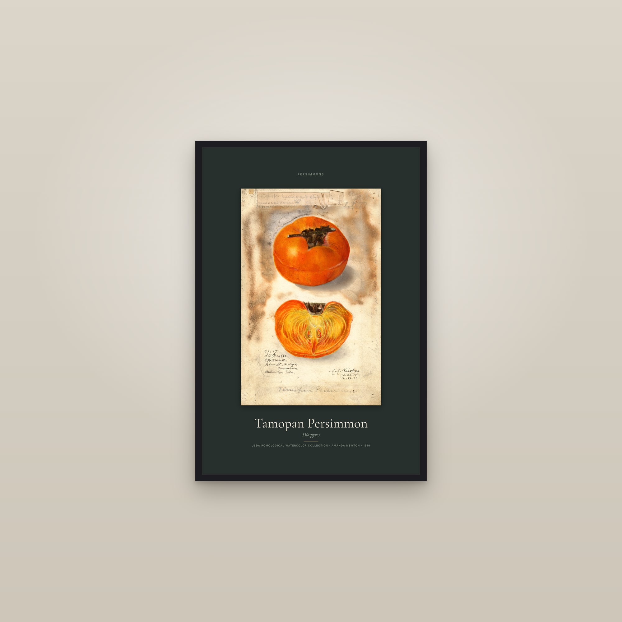 Tamopan Persimmon — Specimen — framed in a gallery setting