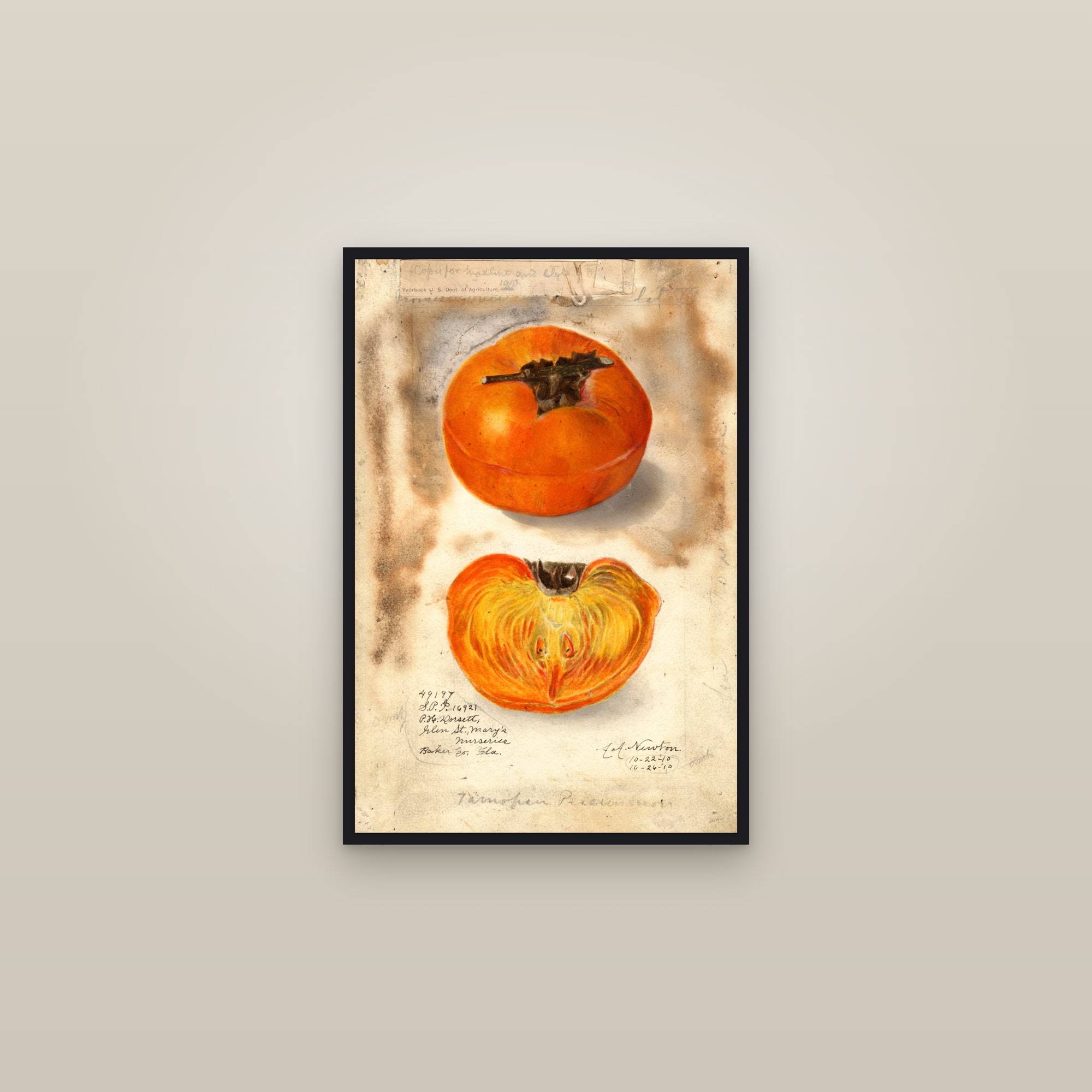 Tamopan Persimmon — framed in a gallery setting