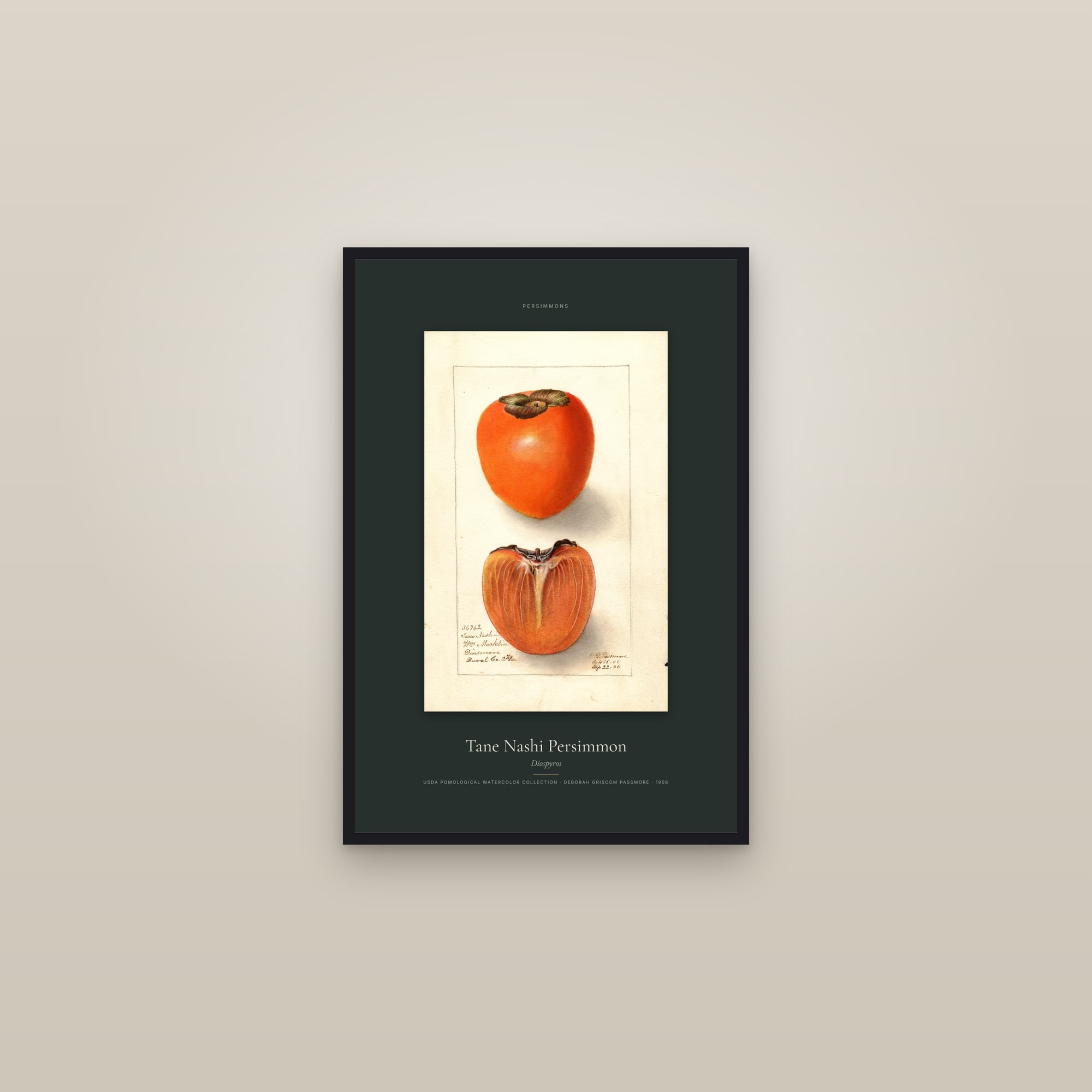 Tane Nashi Persimmon — Specimen — framed in a gallery setting