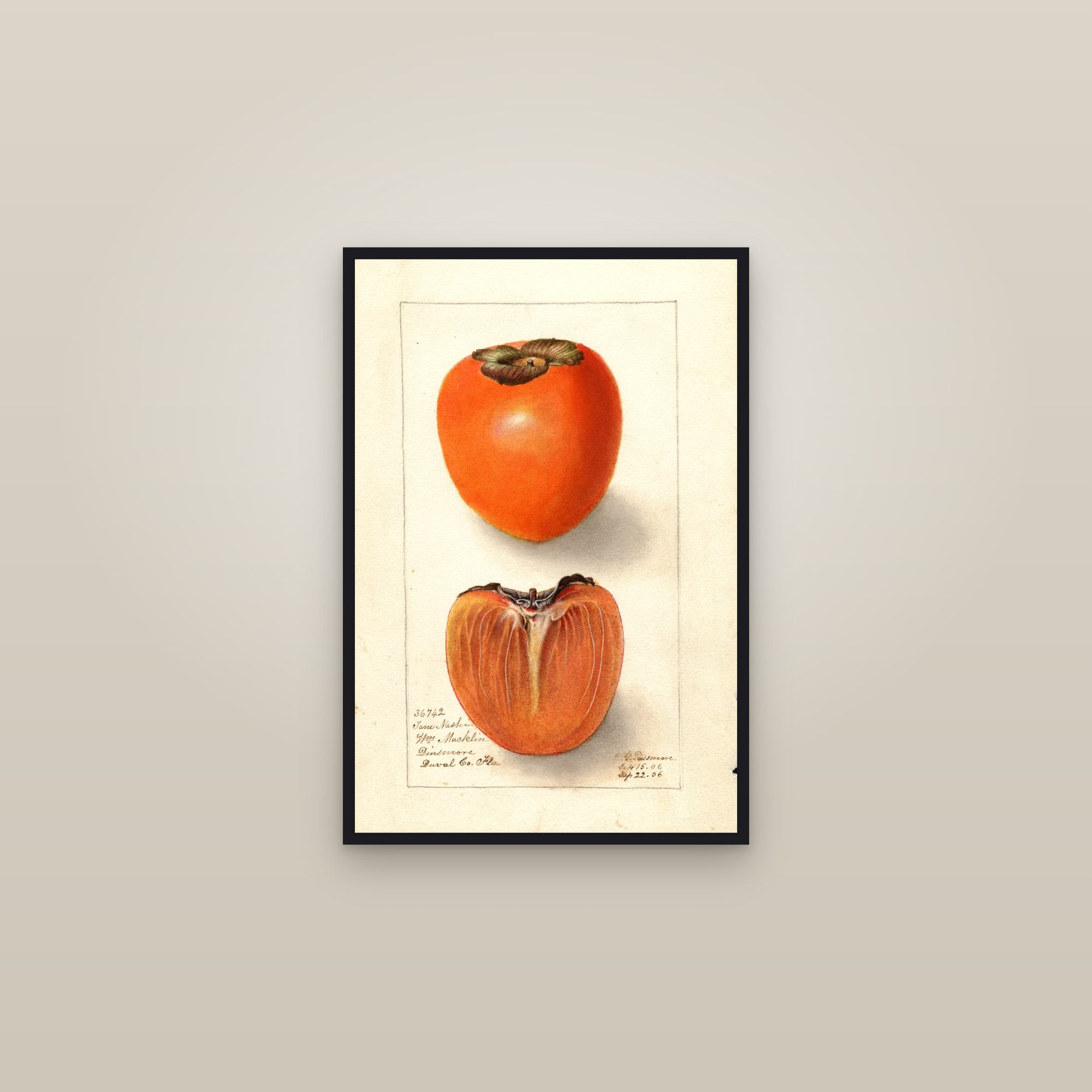 Tane Nashi Persimmon — framed in a gallery setting