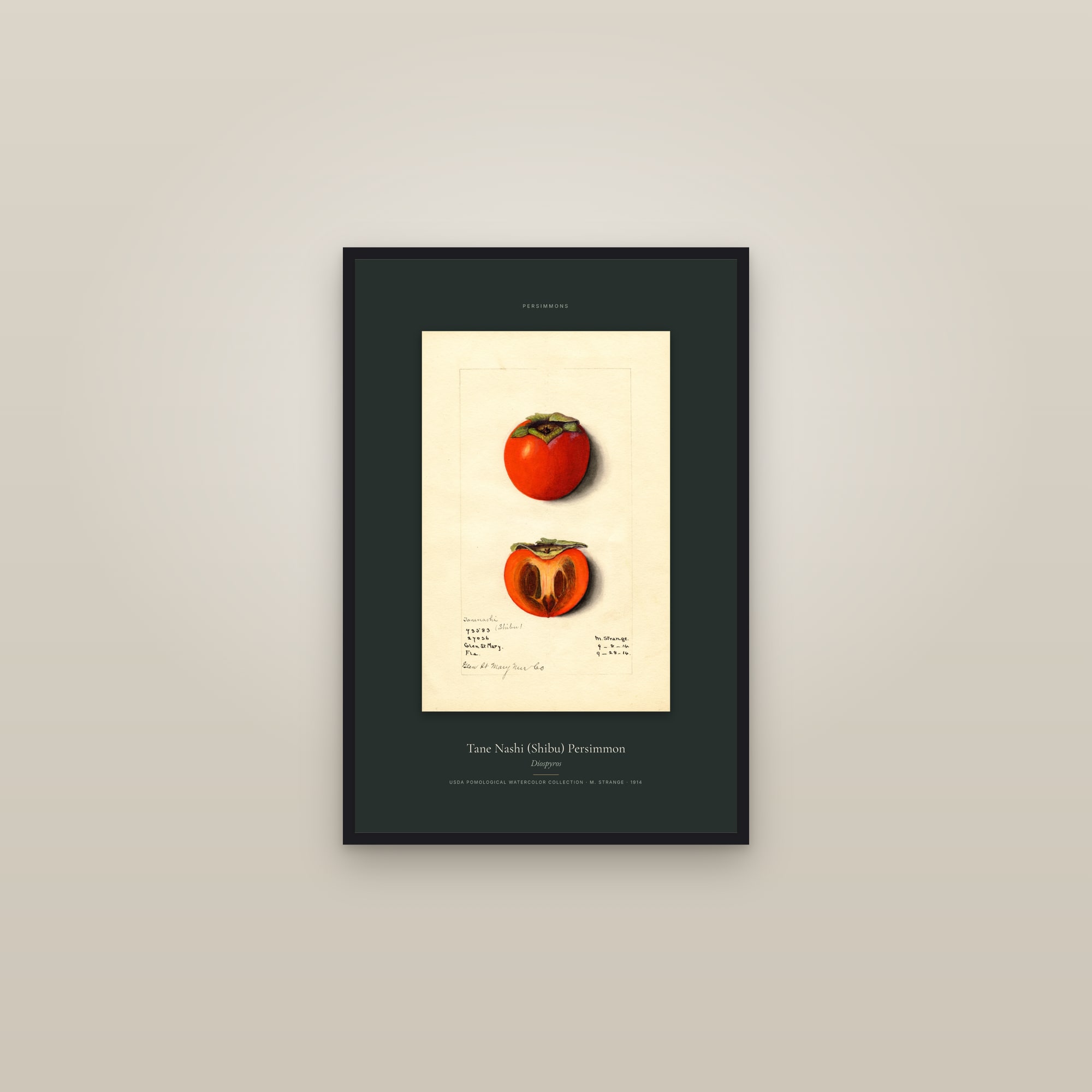 Tane Nashi (Shibu) Persimmon — Specimen — framed in a gallery setting
