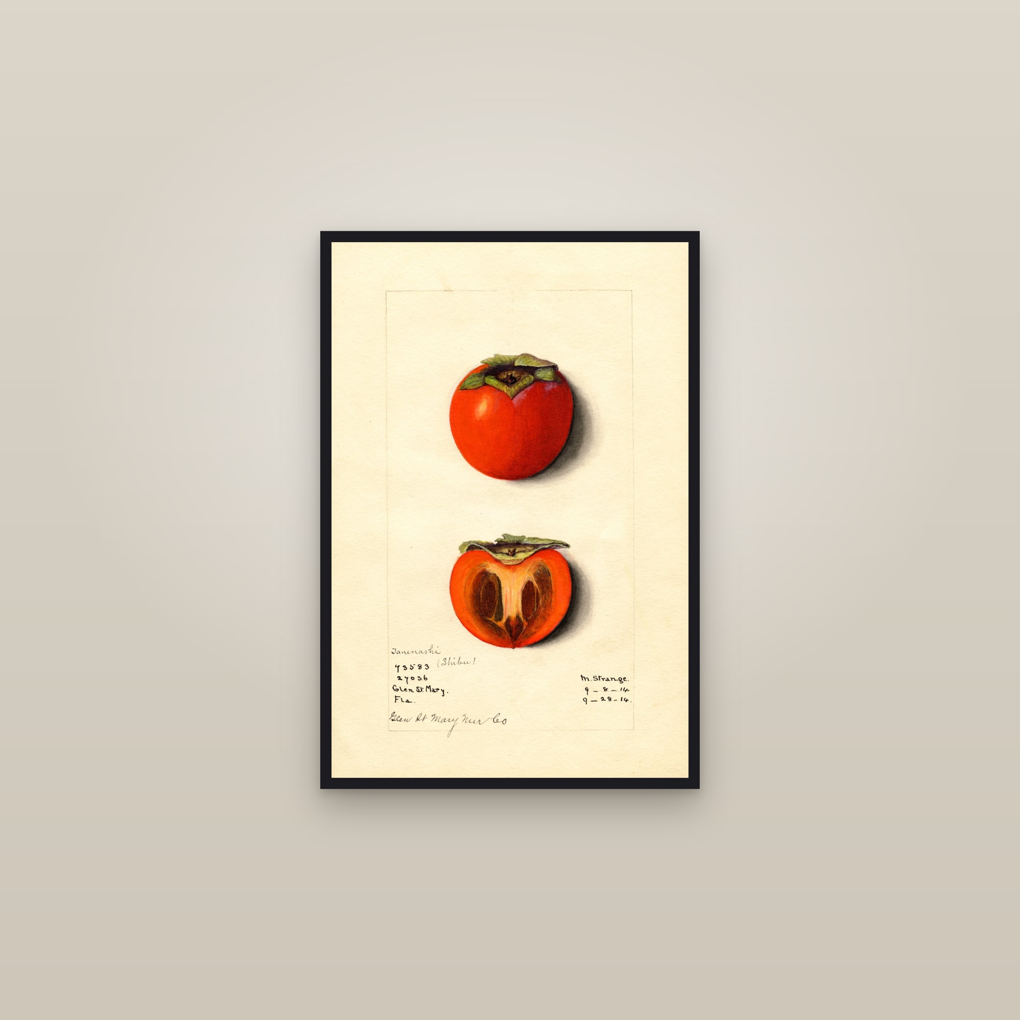 Tane Nashi (Shibu) Persimmon — framed in a gallery setting