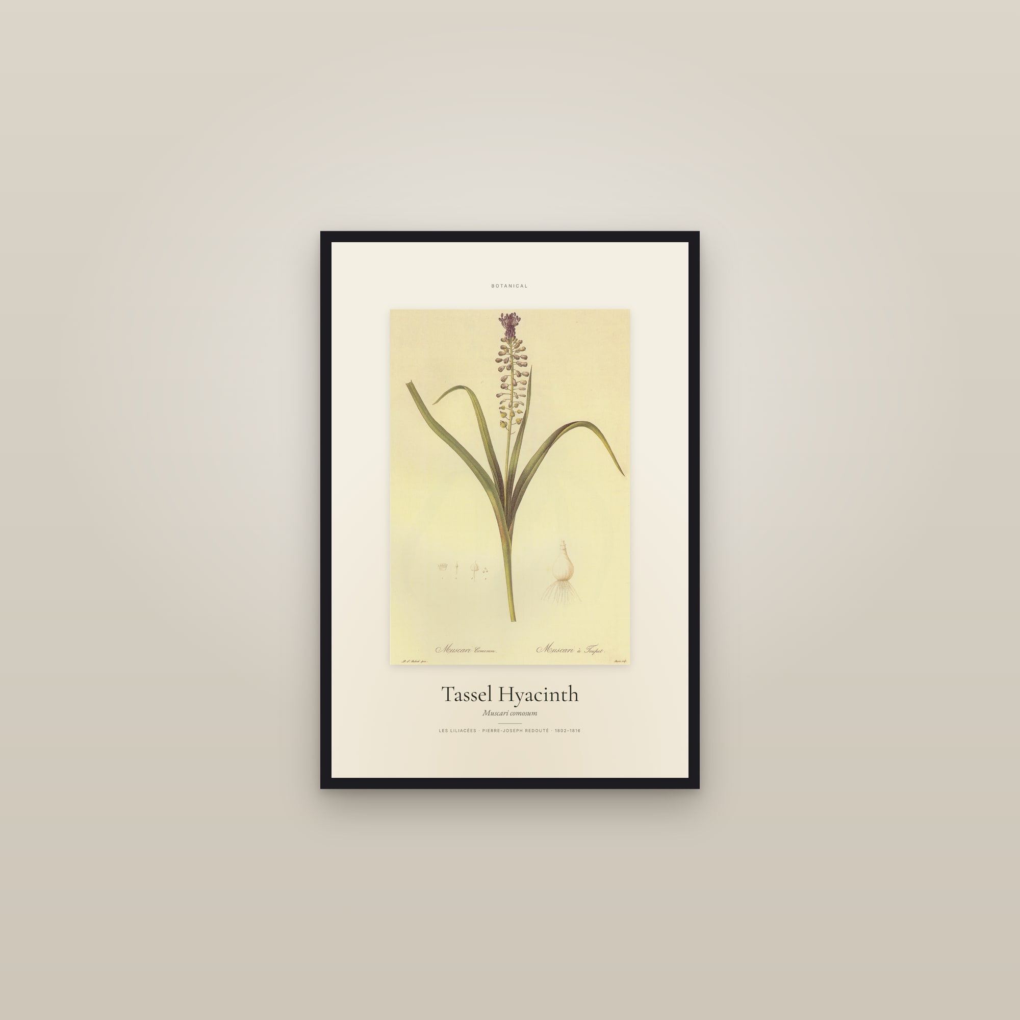 Tassel Hyacinth — Specimen — framed in a gallery setting