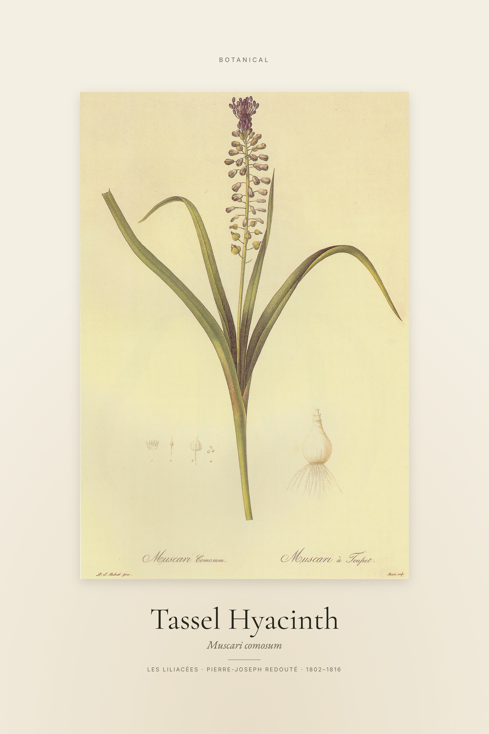 Tassel Hyacinth — Specimen
