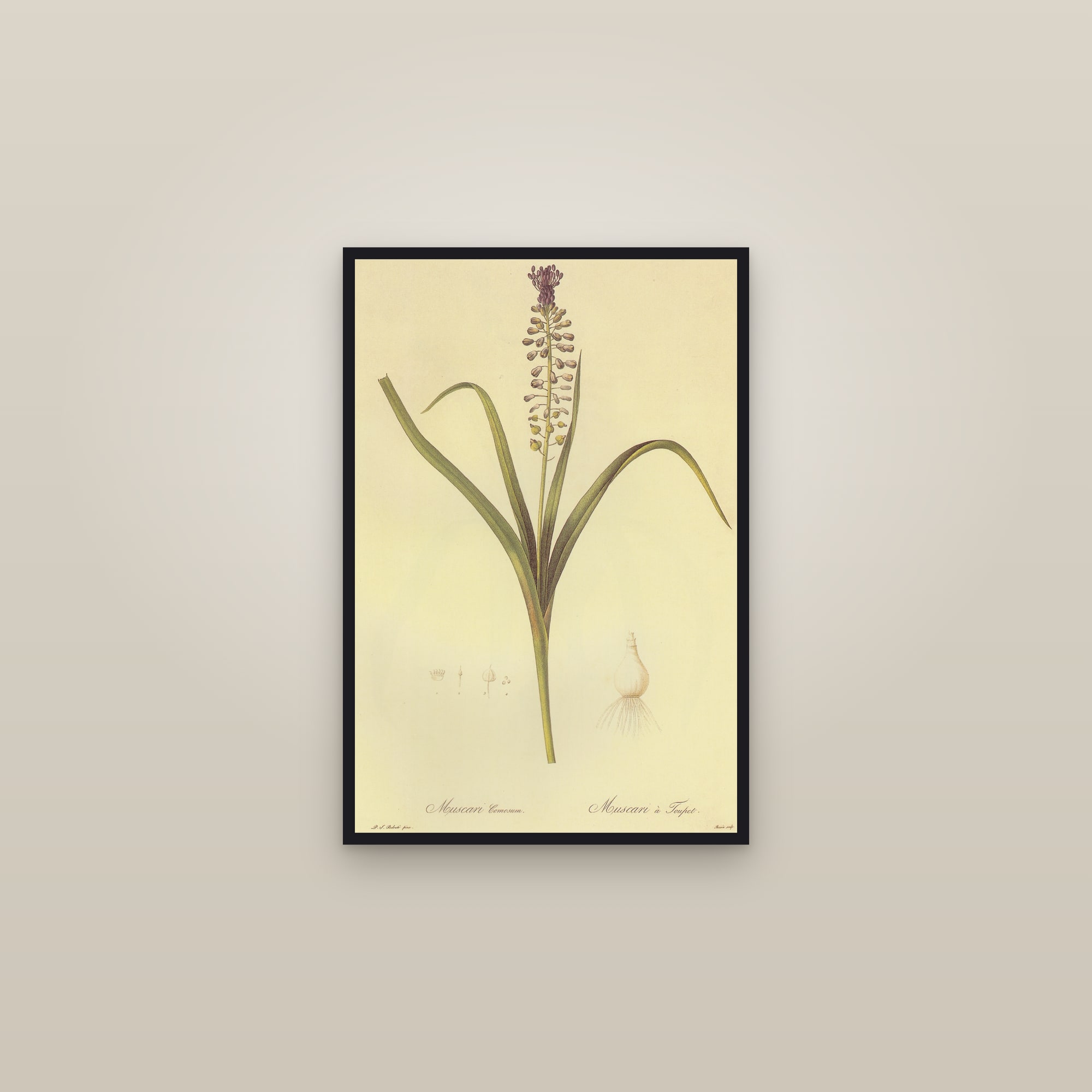 Tassel Hyacinth — framed in a gallery setting