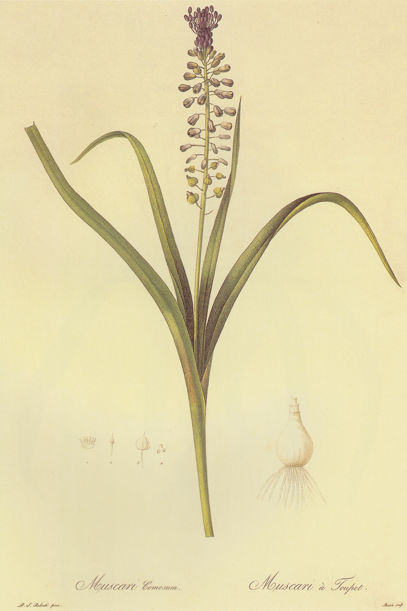 Tassel Hyacinth