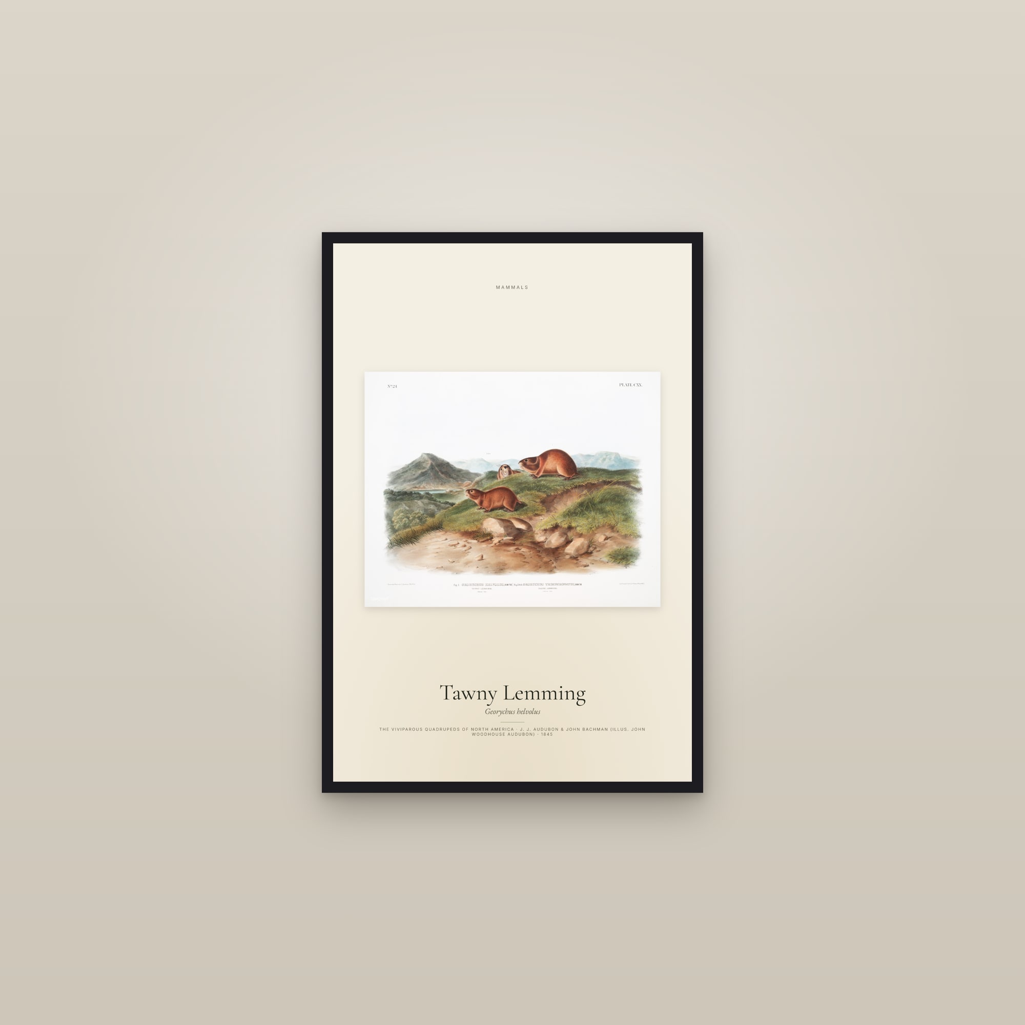 Tawny Lemming — framed in a gallery setting