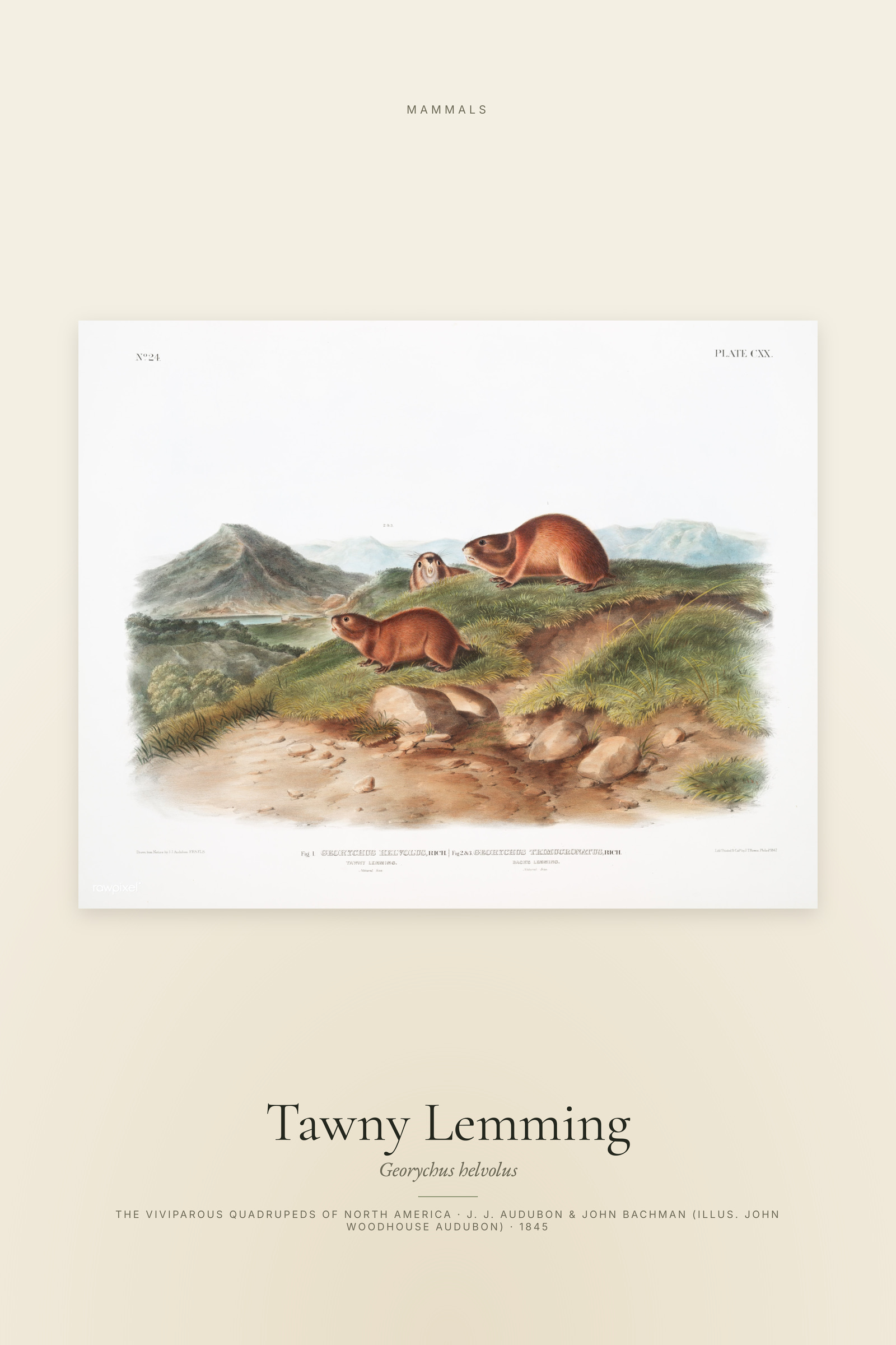 Tawny Lemming